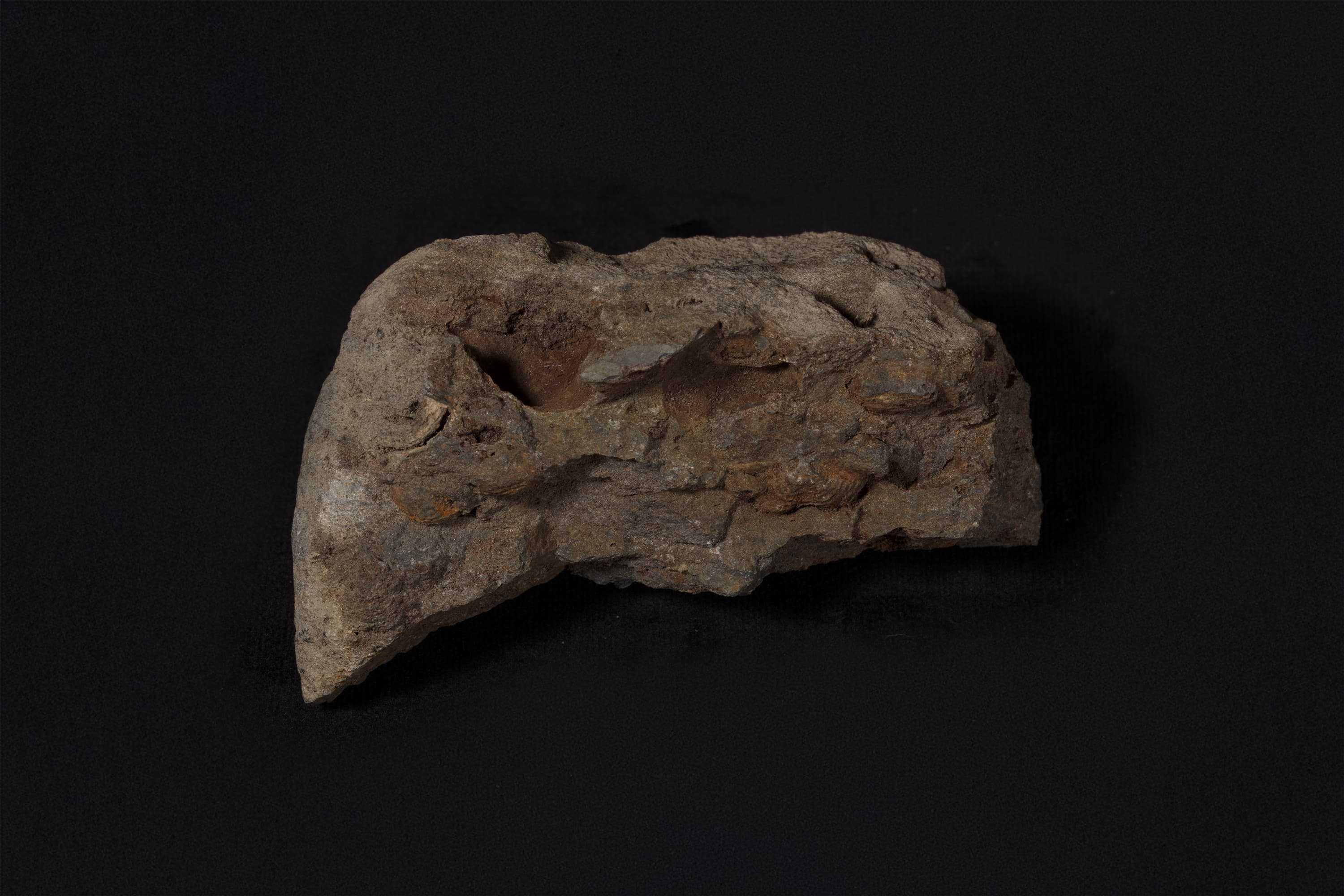 腕足動物　マージニフェラ フレミンギイ画像