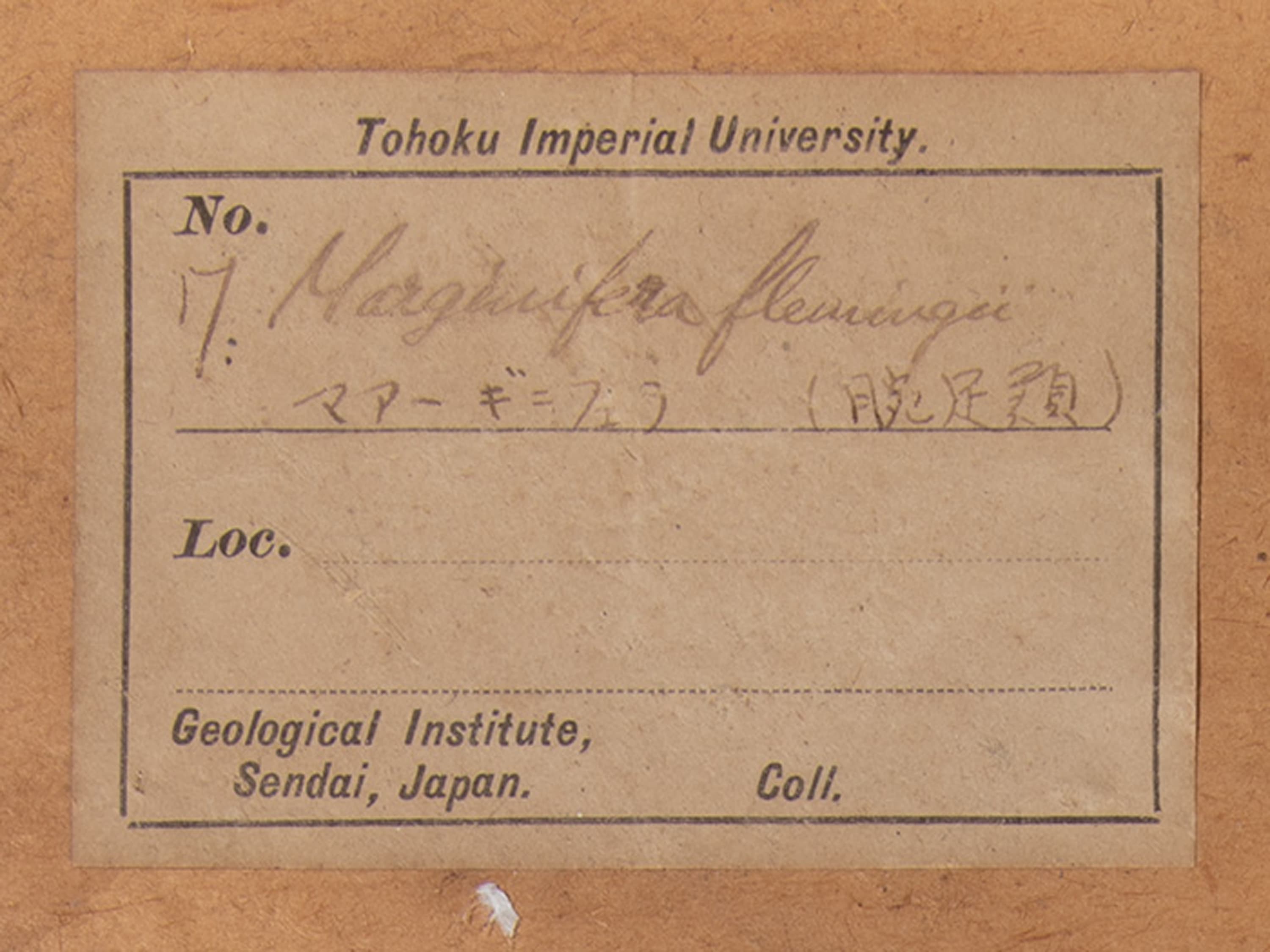 腕足動物　マージニフェラ フレミンギイ　ラベル