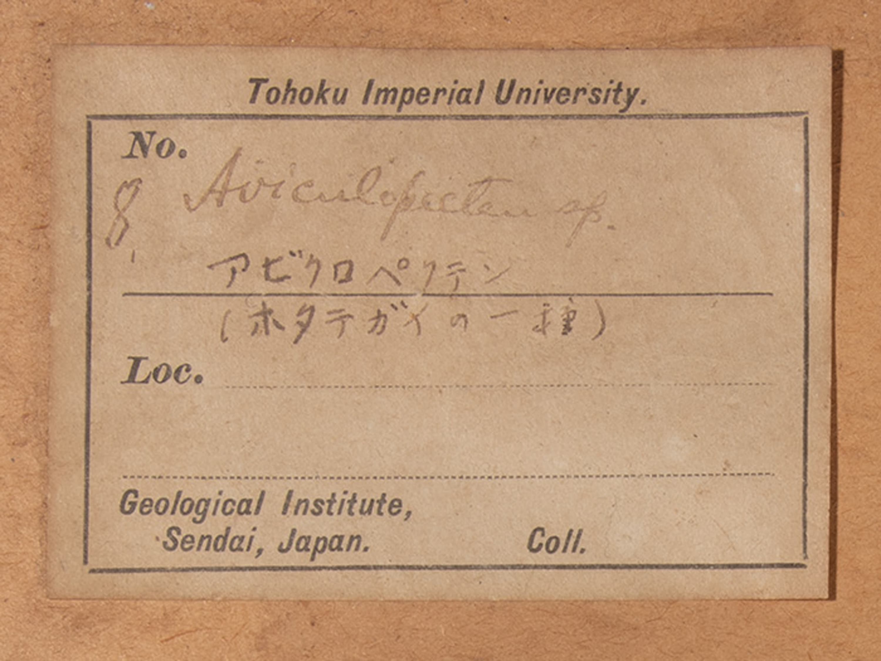 二枚貝　アビキュロペクテン　ラベル