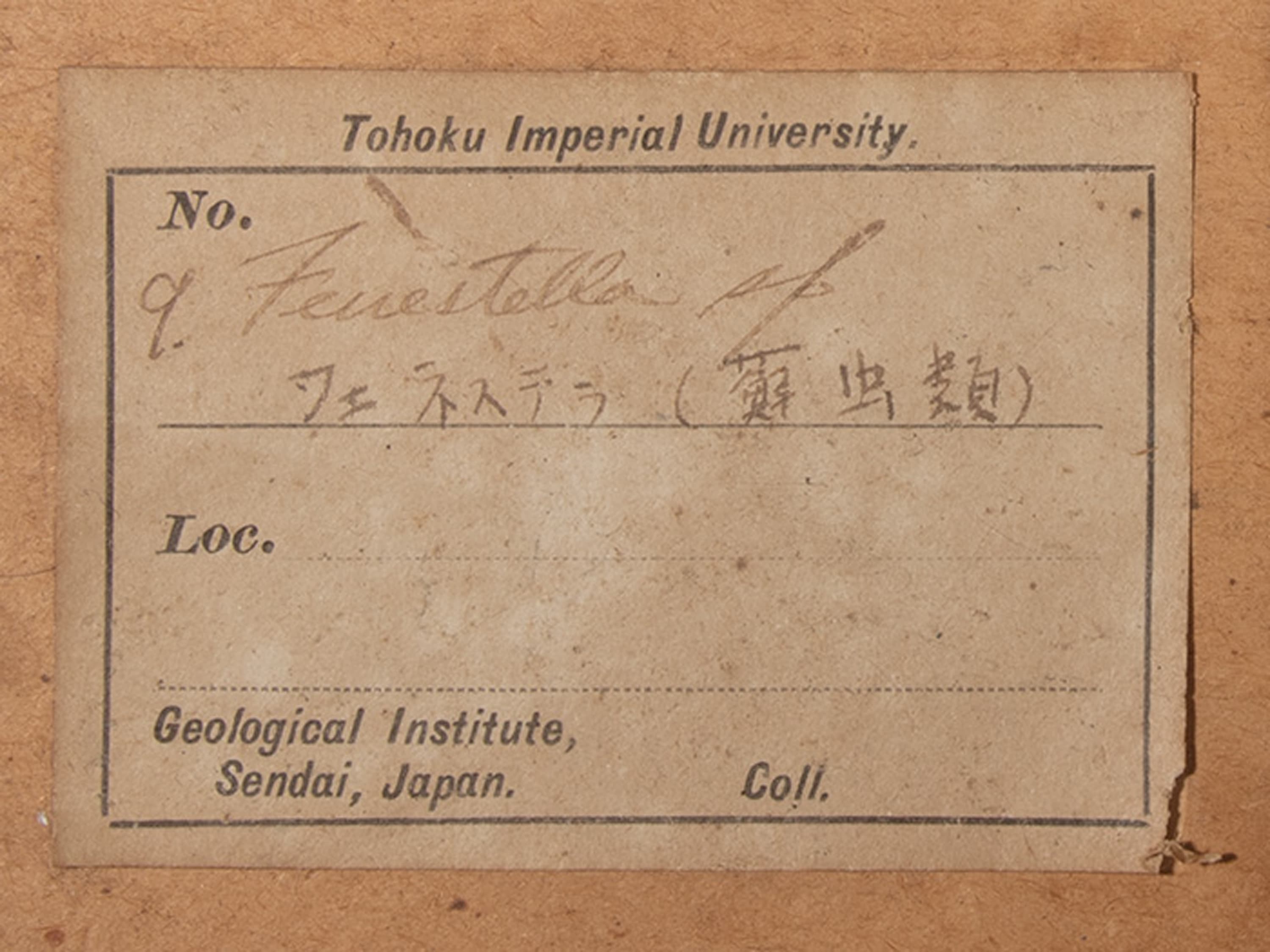 コケムシ　フェネステラ　ラベル