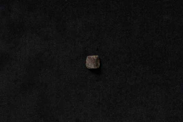 は虫類　コリストデラ画像