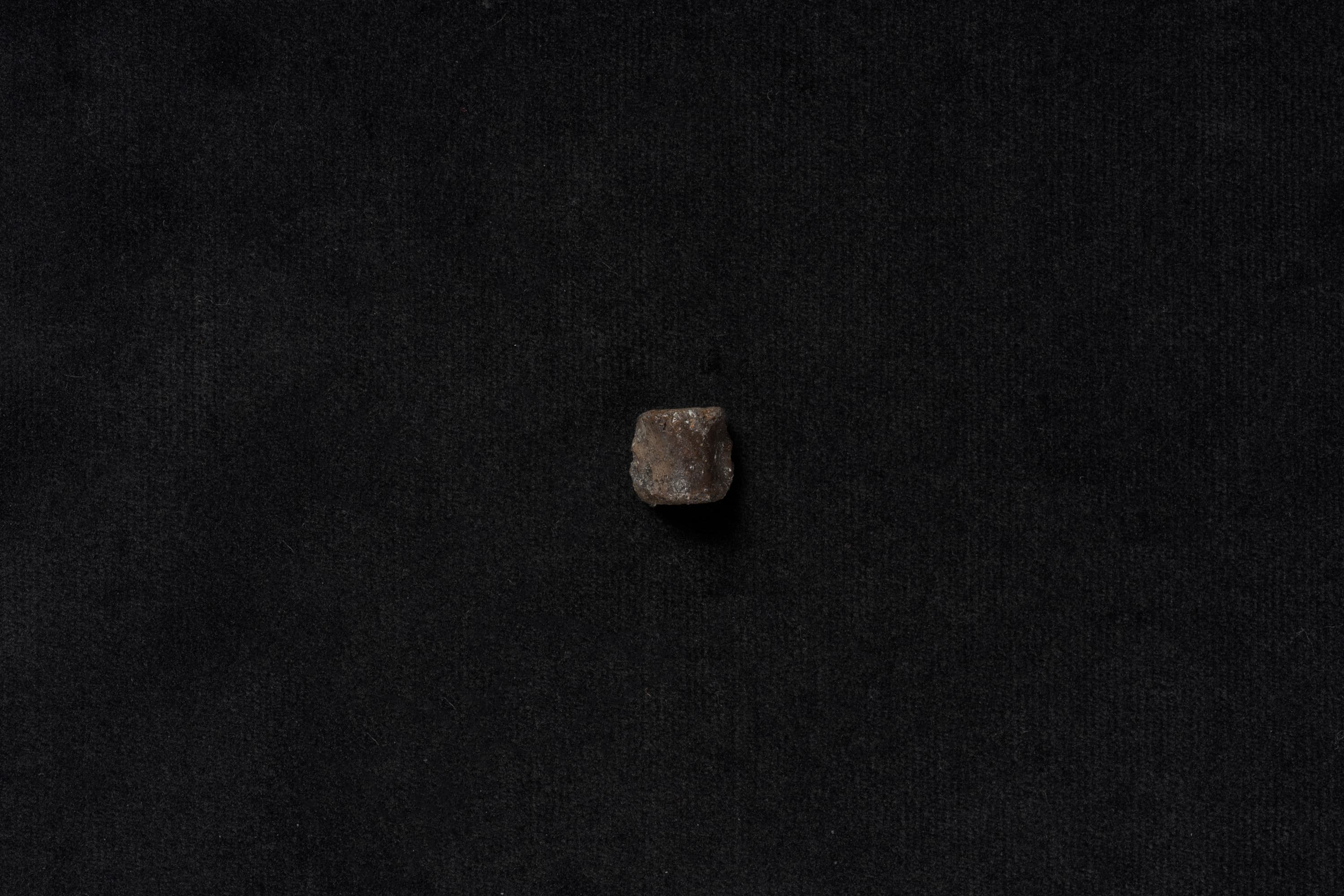 は虫類　コリストデラ1画像1