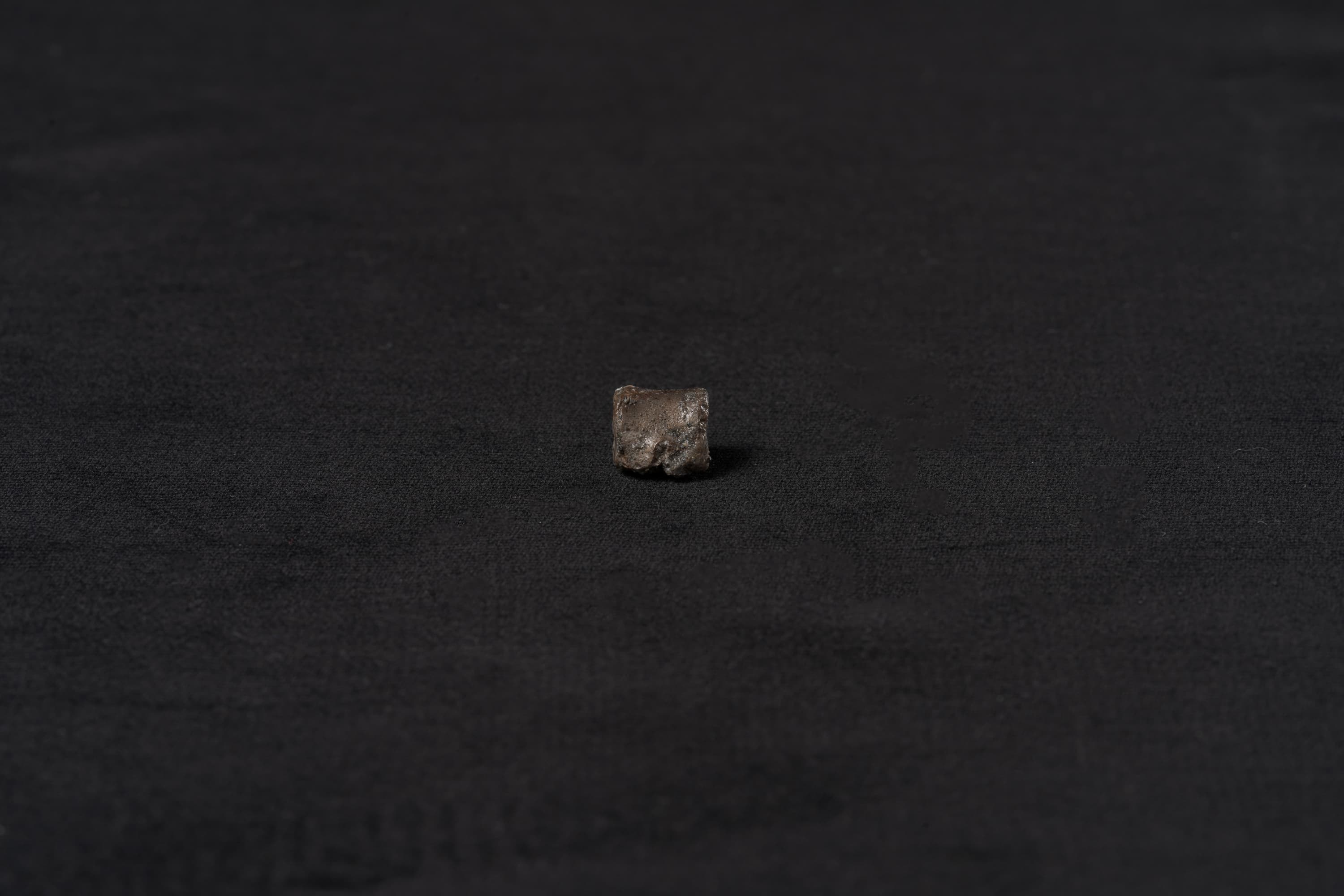 は虫類　コリストデラ1画像2