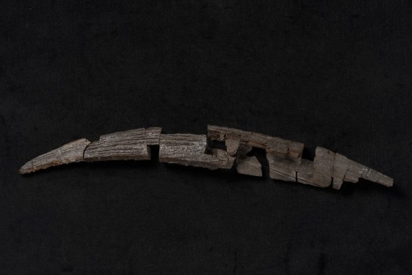 軟骨魚類　ヒボダス画像