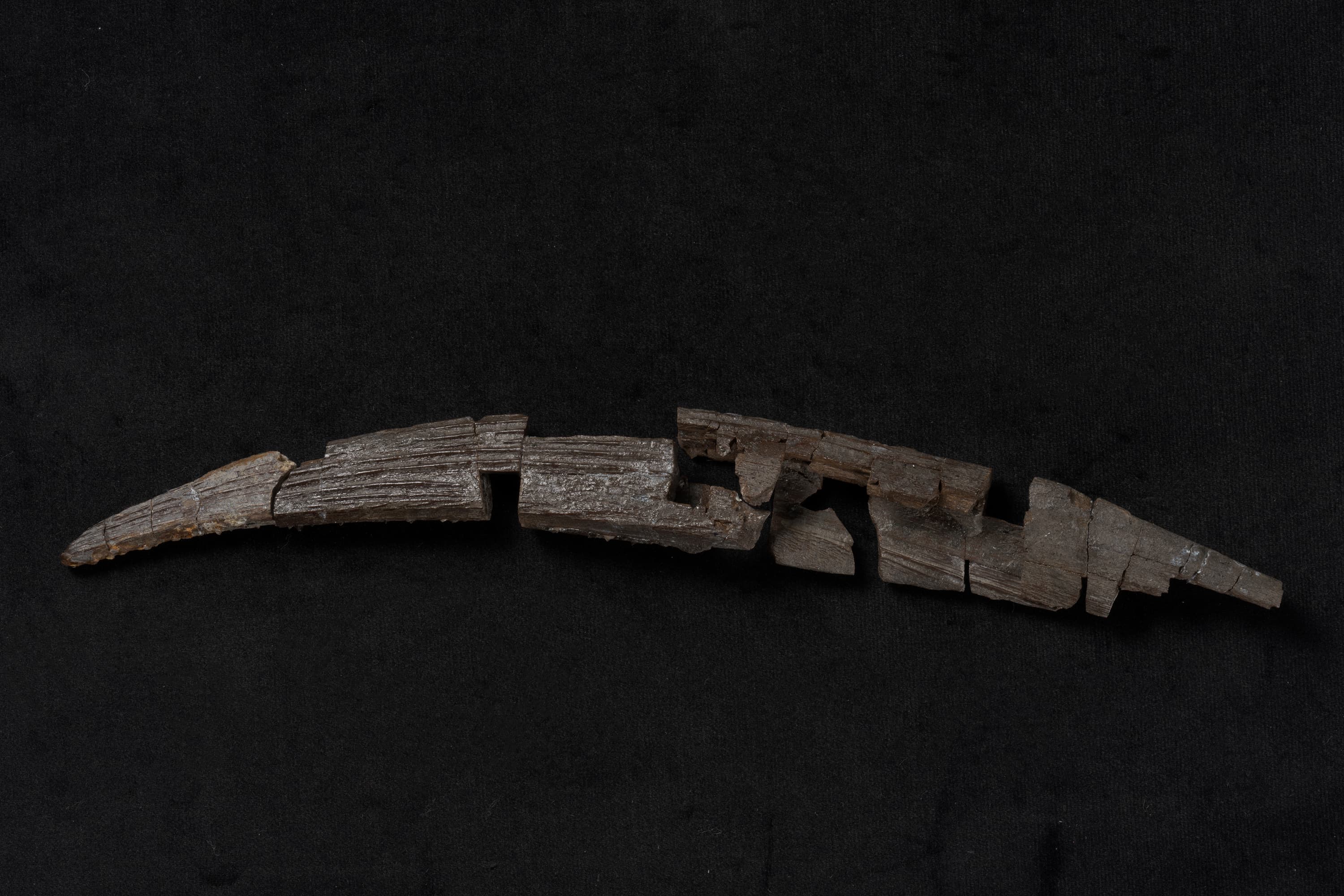 軟骨魚類　ヒボダス画像1