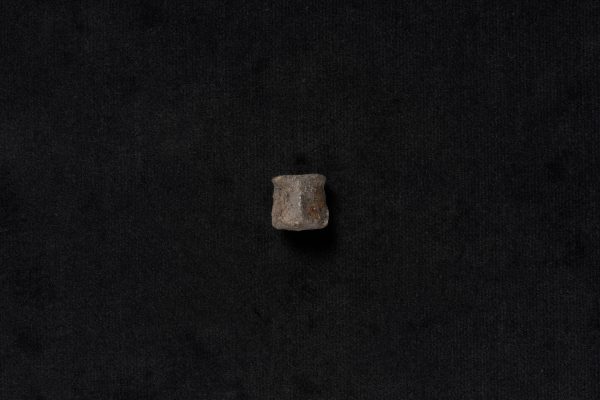 は虫類　コリストデラ画像