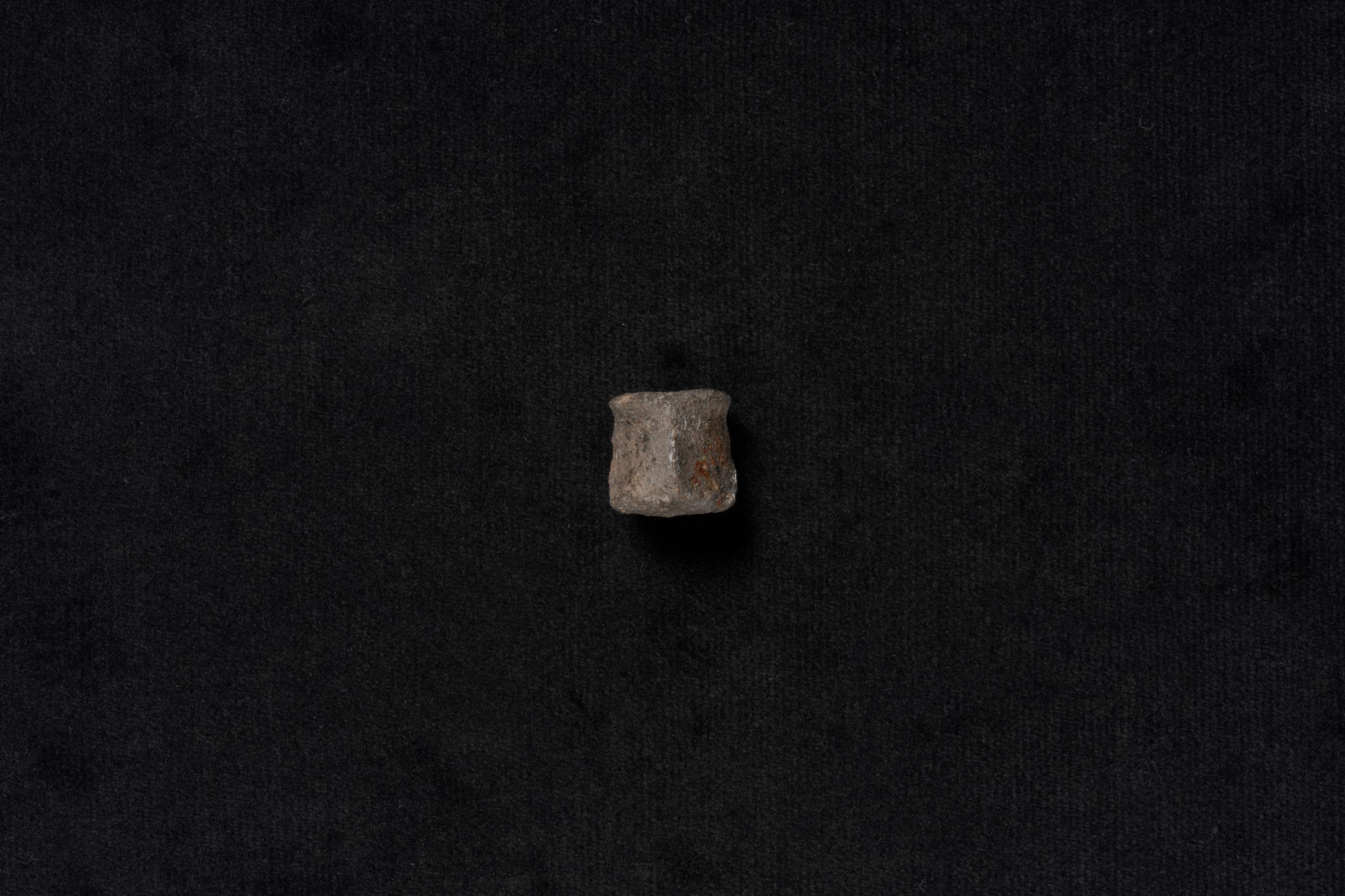 は虫類　コリストデラ2画像1