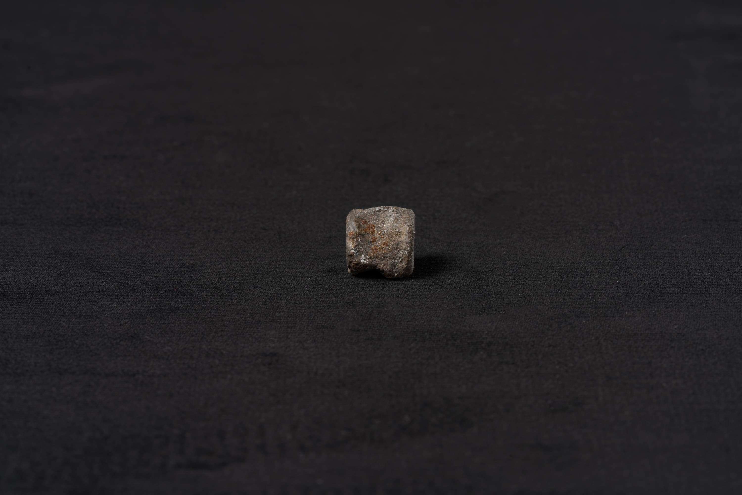 は虫類　コリストデラ2画像2