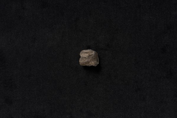 は虫類　コリストデラ画像