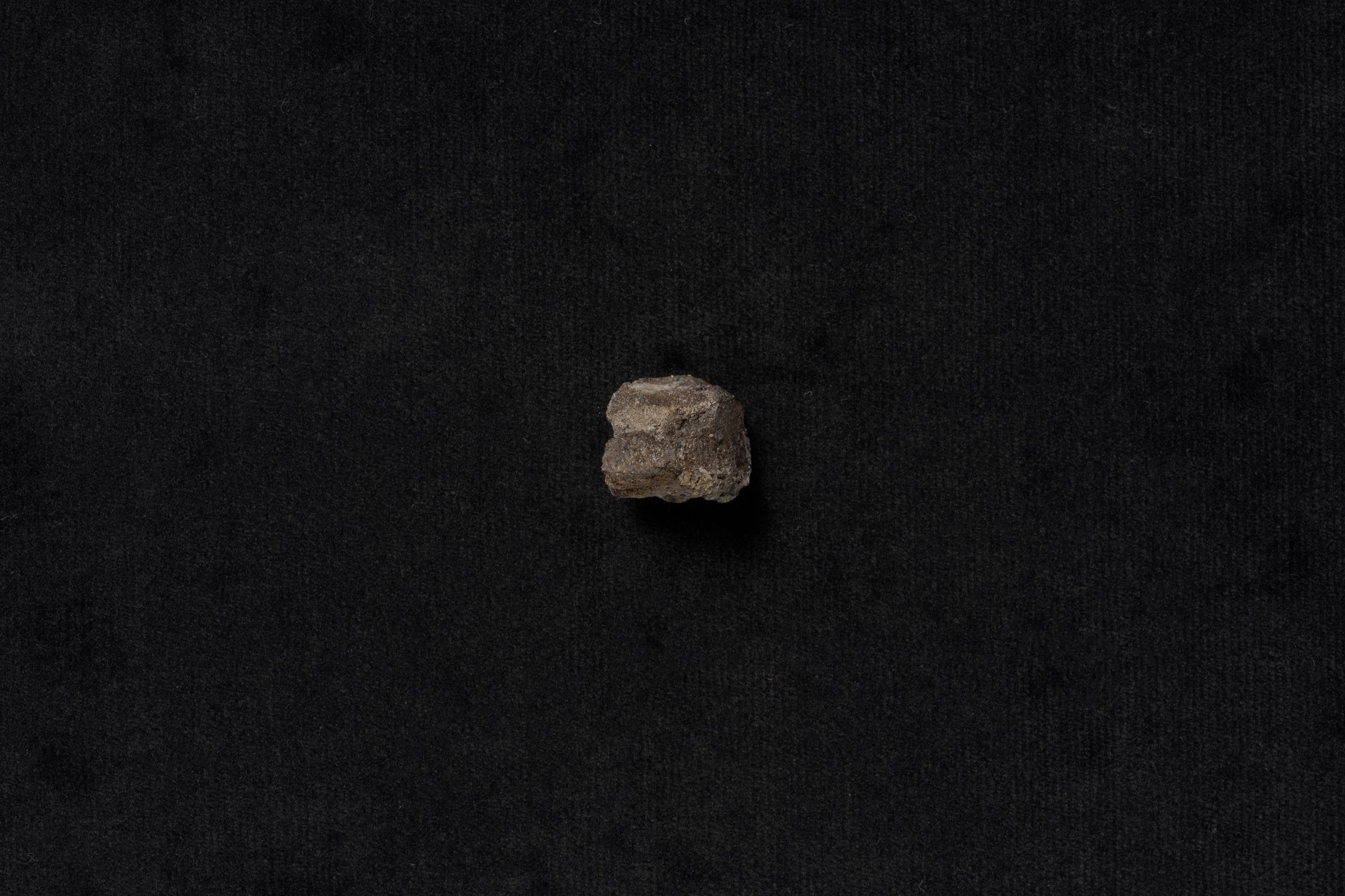 は虫類　コリストデラ3画像1