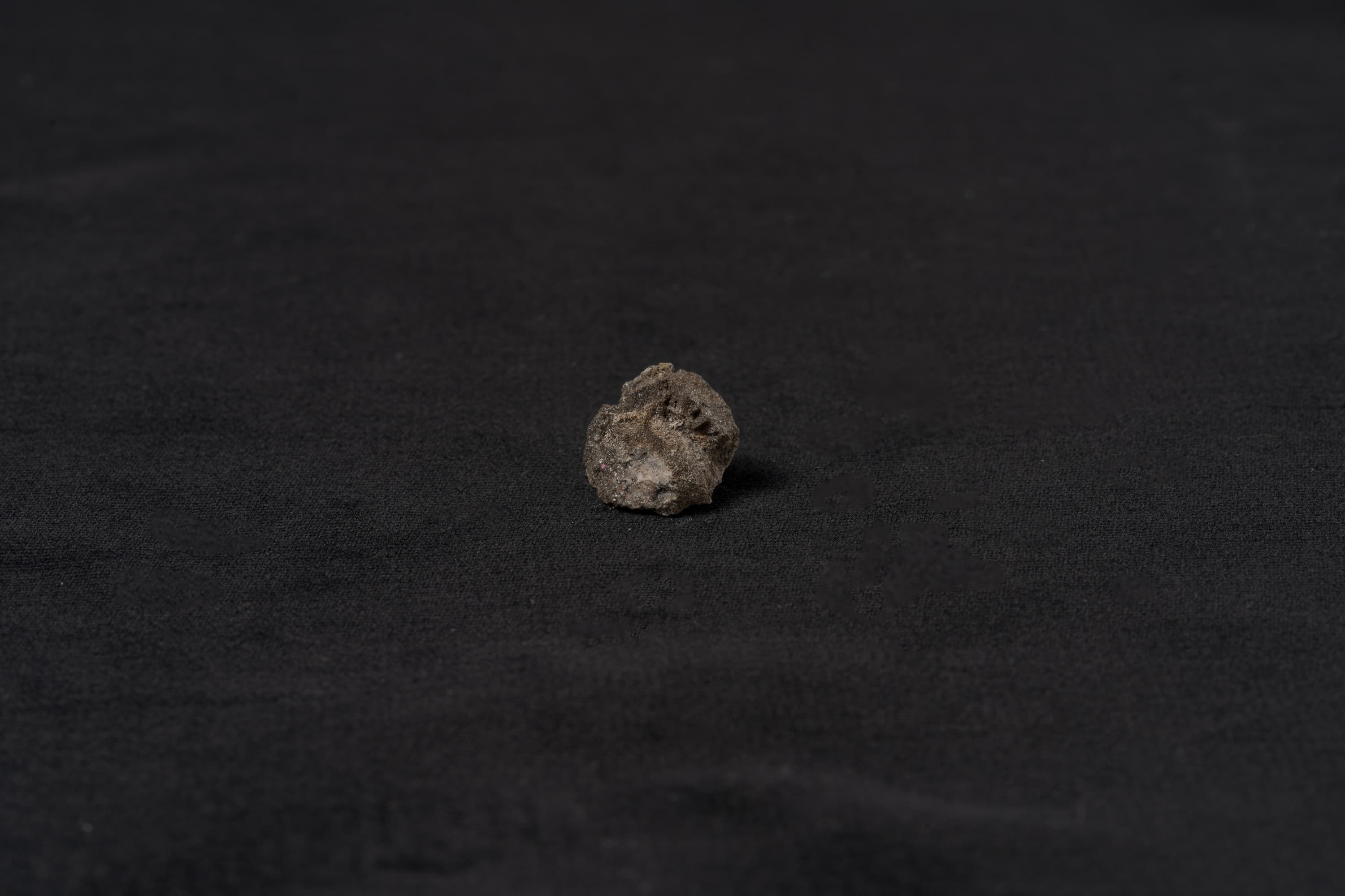 は虫類　コリストデラ3画像2