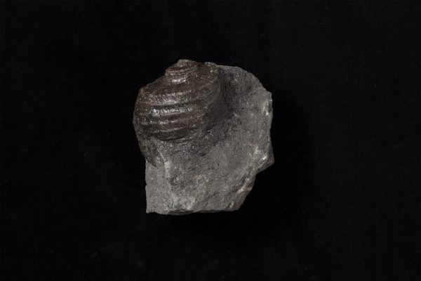 巻貝　ノドデルフィヌラ エレガンス画像