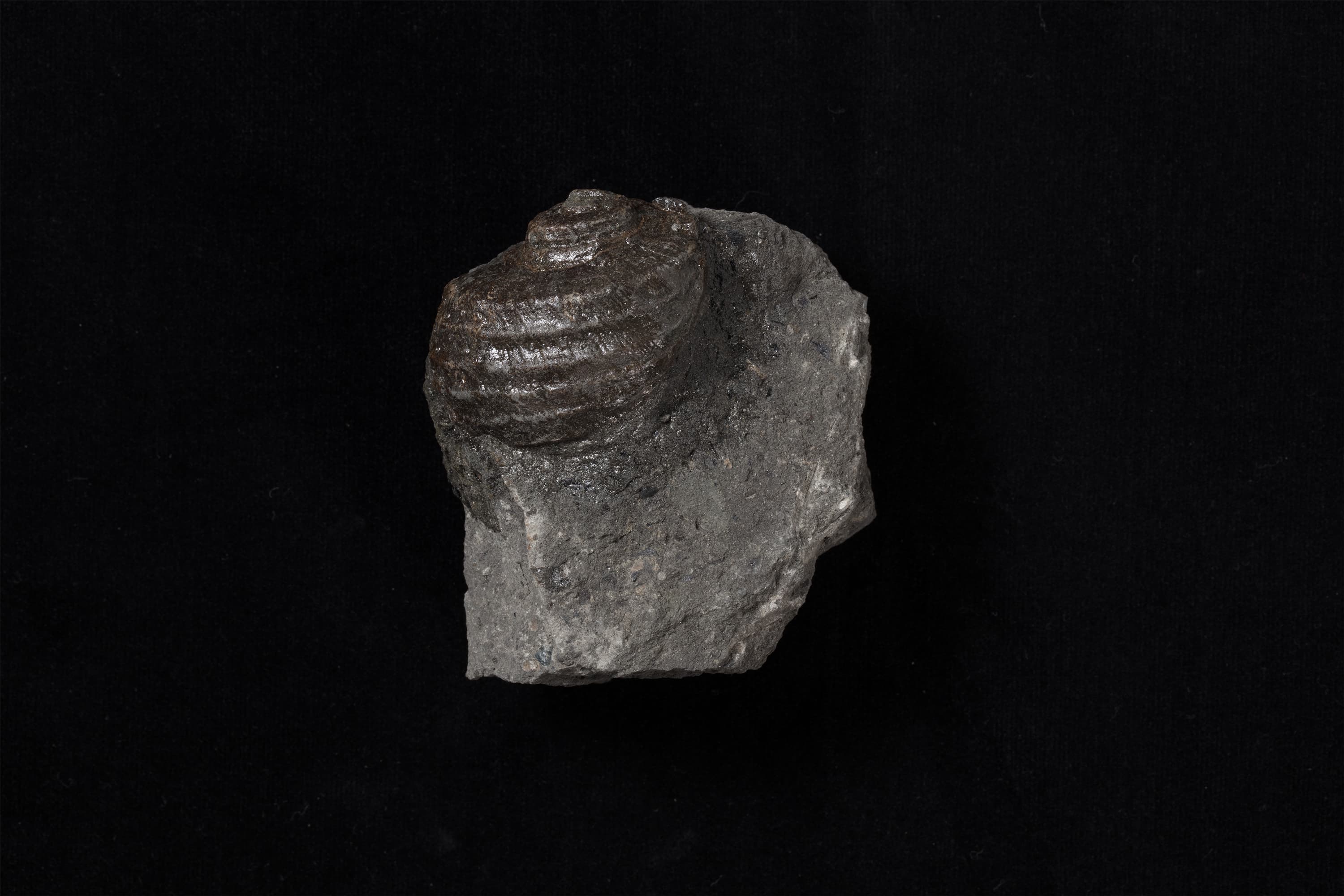 巻貝　ノドデルフィヌラ エレガンス画像1