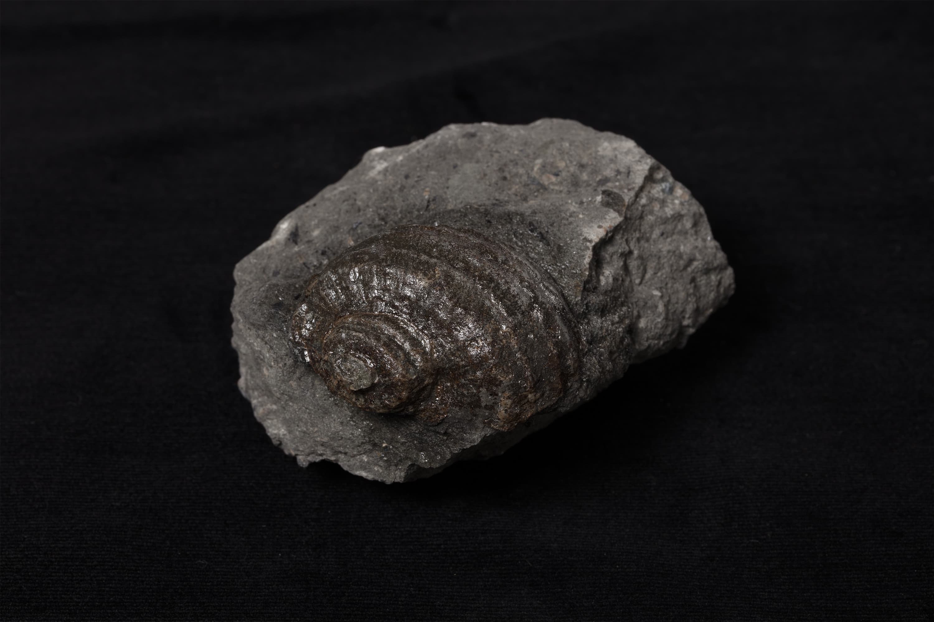 巻貝　ノドデルフィヌラ エレガンス画像2