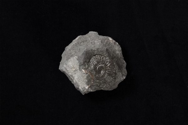 アンモナイト　ヒパカンソプリテス サブコルヌエリアヌス画像