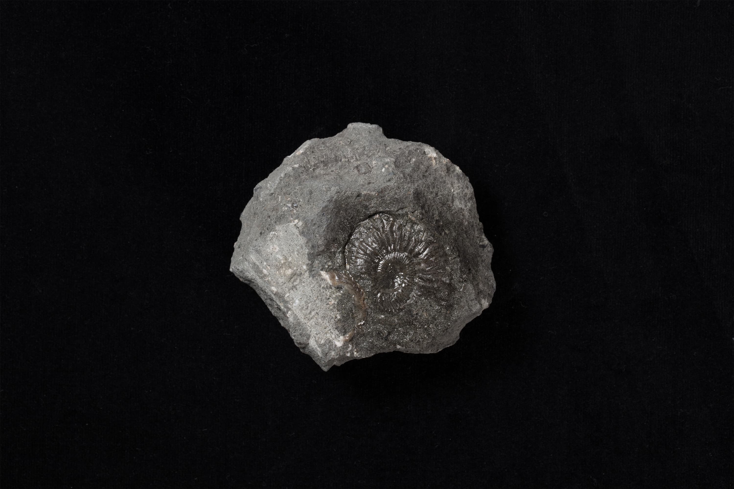 アンモナイト　ヒパカンソプリテス サブコルヌエリアヌス10画像1