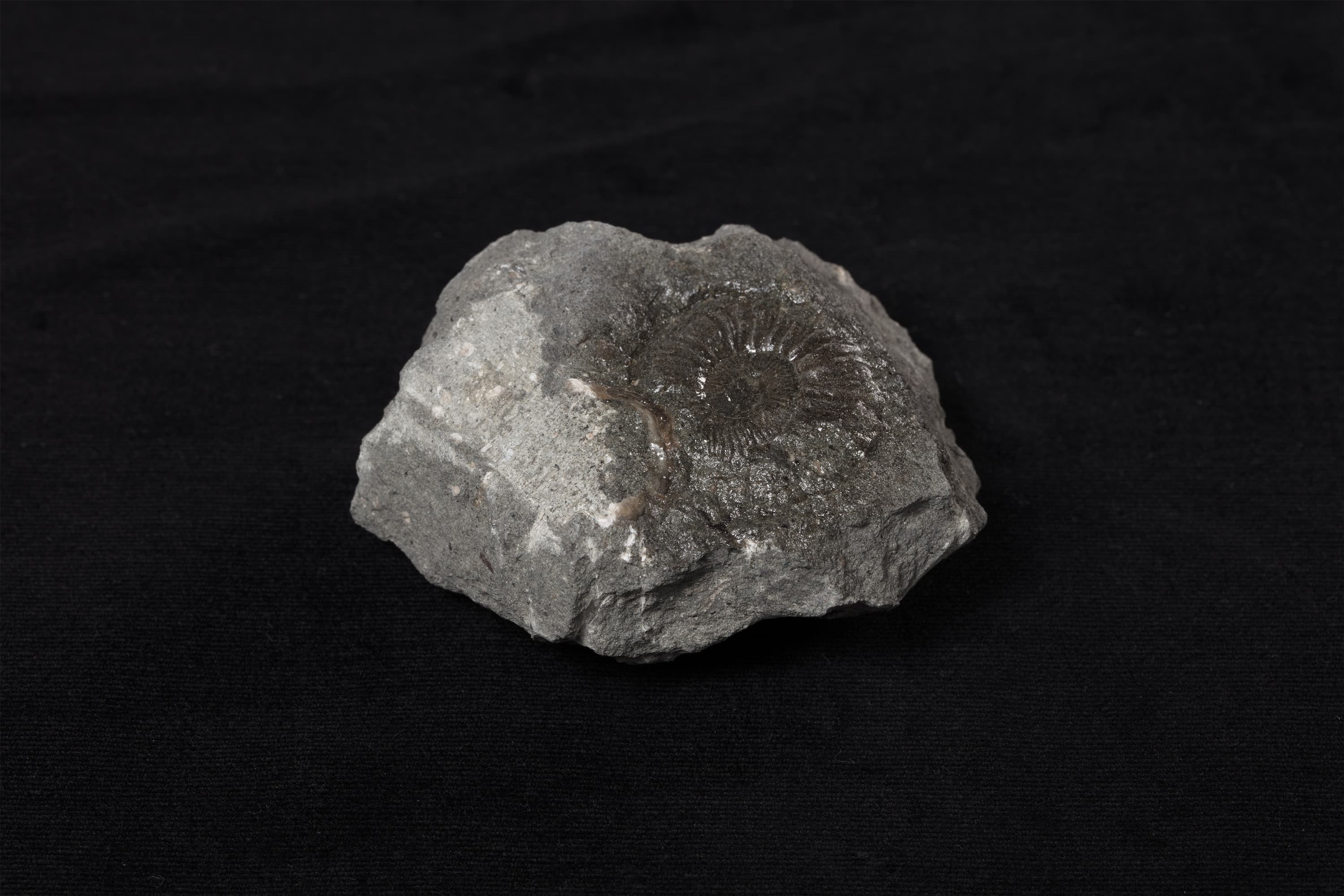 アンモナイト　ヒパカンソプリテス サブコルヌエリアヌス10画像2