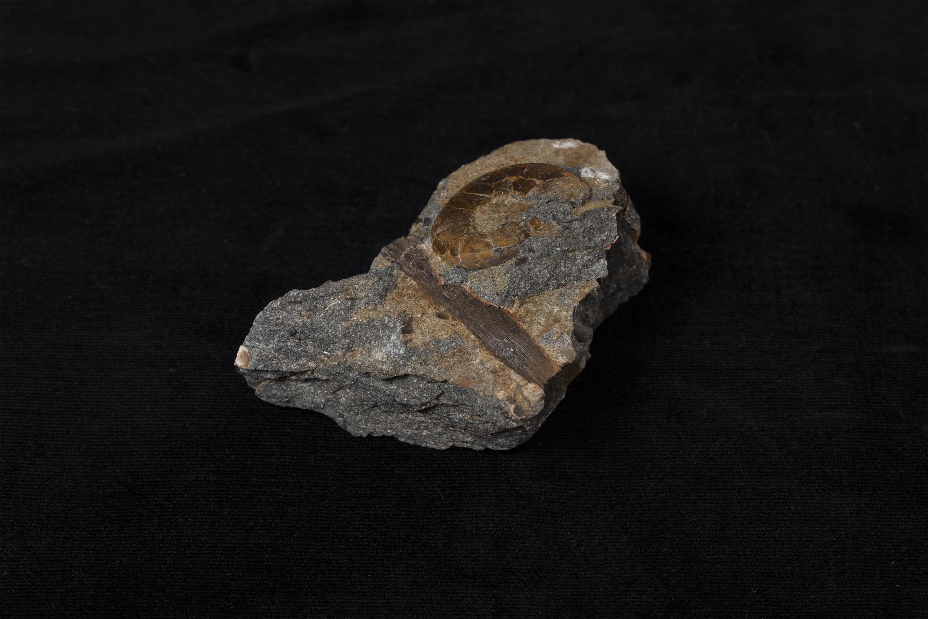 アンモナイト　メルキオリテス12画像2