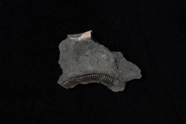 アンモナイト　ハミテス？画像