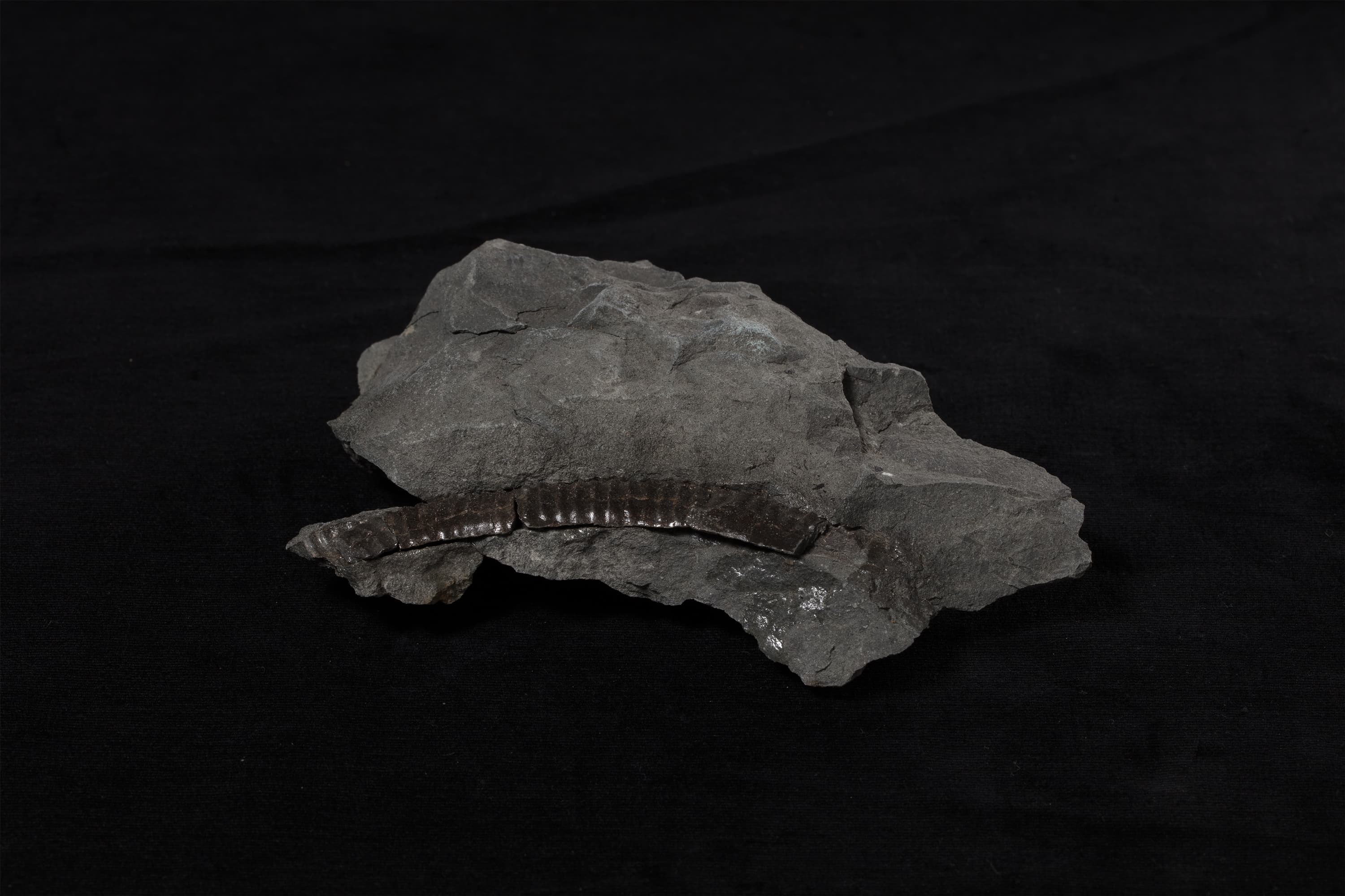 アンモナイト　ハミテス？14画像2