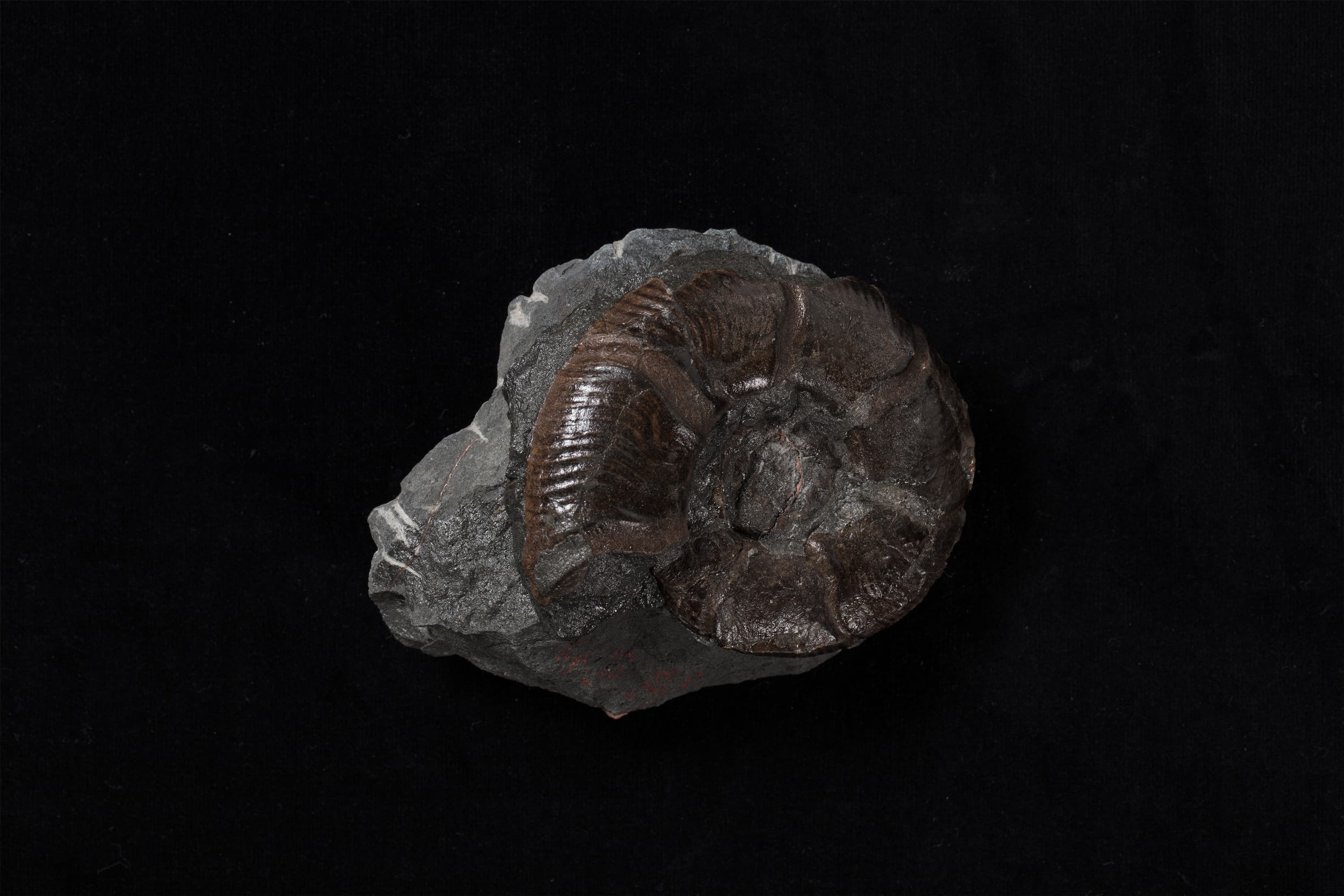 アンモナイト　メルキオリテス15画像1