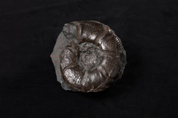 アンモナイト　メルキオリテス画像