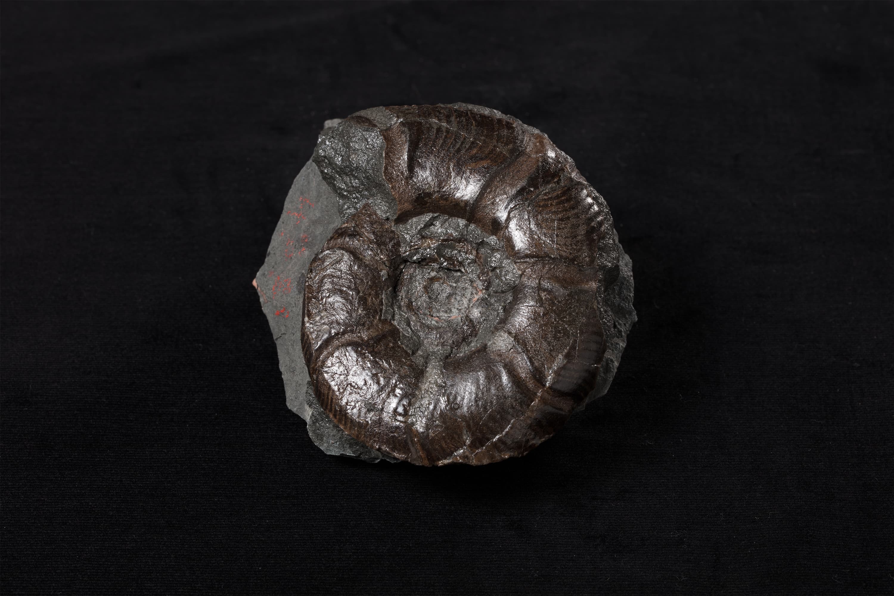 アンモナイト　メルキオリテス15画像2