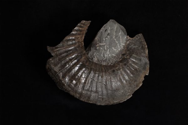 アンモナイト　ノラニセラス ヤエガシイ画像