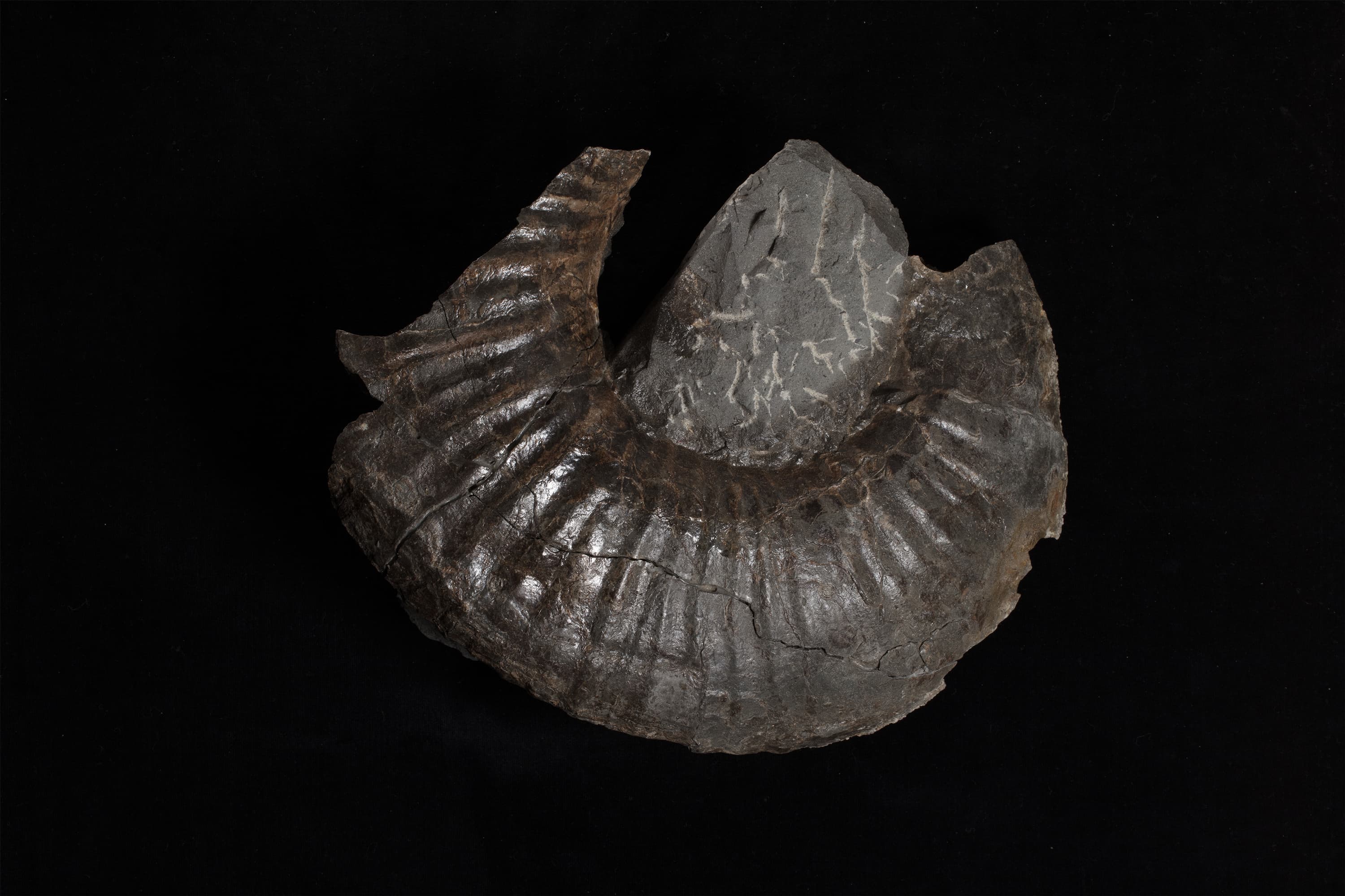 アンモナイト　ノラニセラス ヤエガシイ画像1