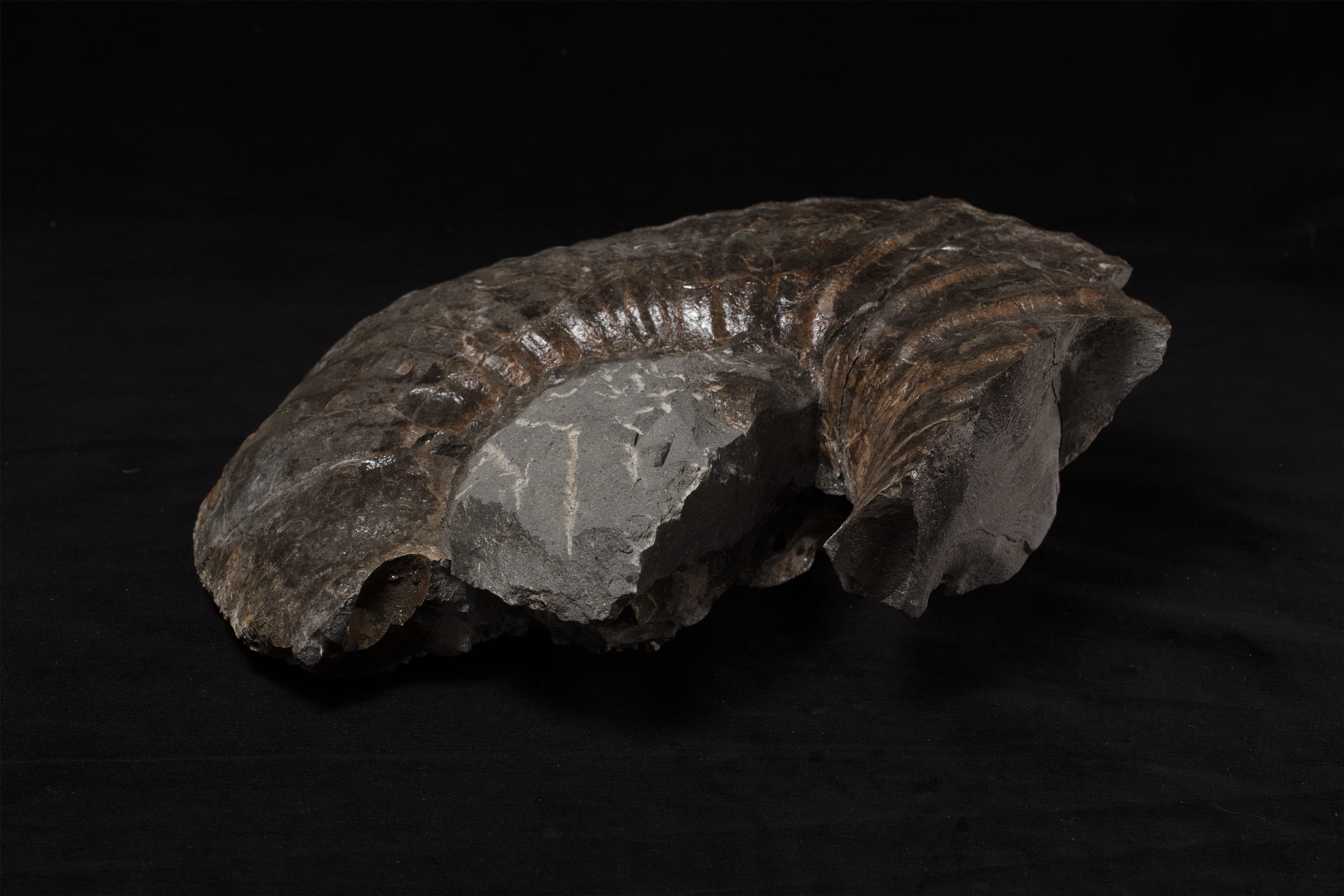 アンモナイト　ノラニセラス ヤエガシイ画像2