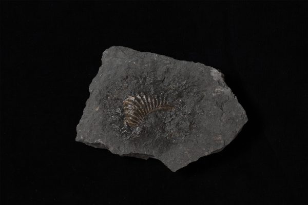 二枚貝　プテロトリゴニア ホッカイドアナ画像