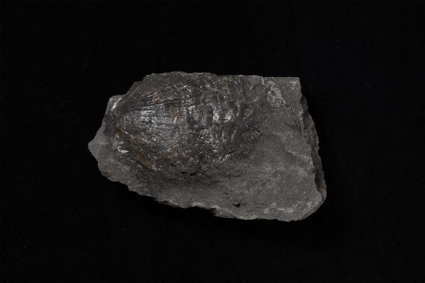 二枚貝　プロヒンニテス画像