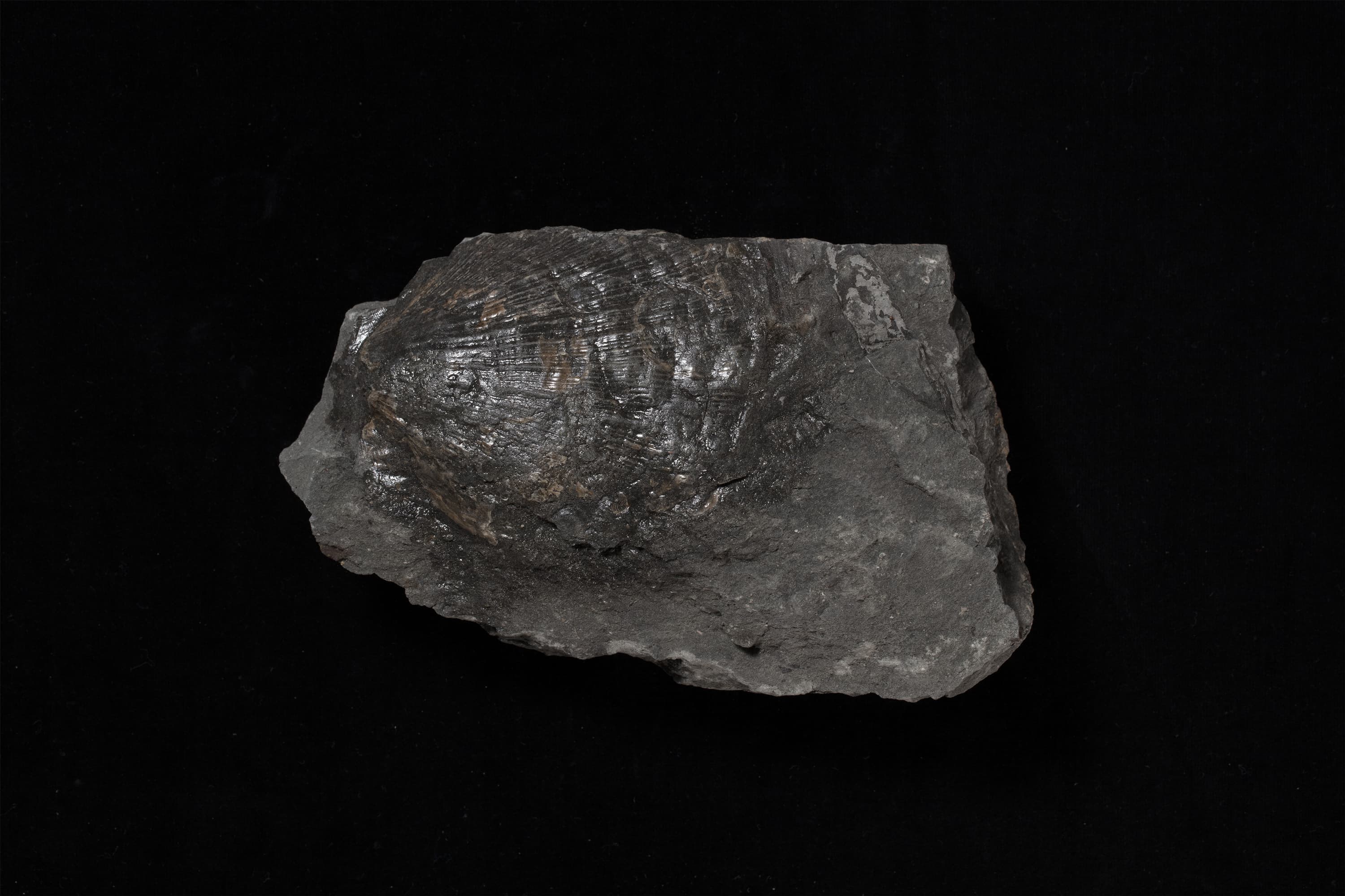 二枚貝　プロヒンニテス画像1