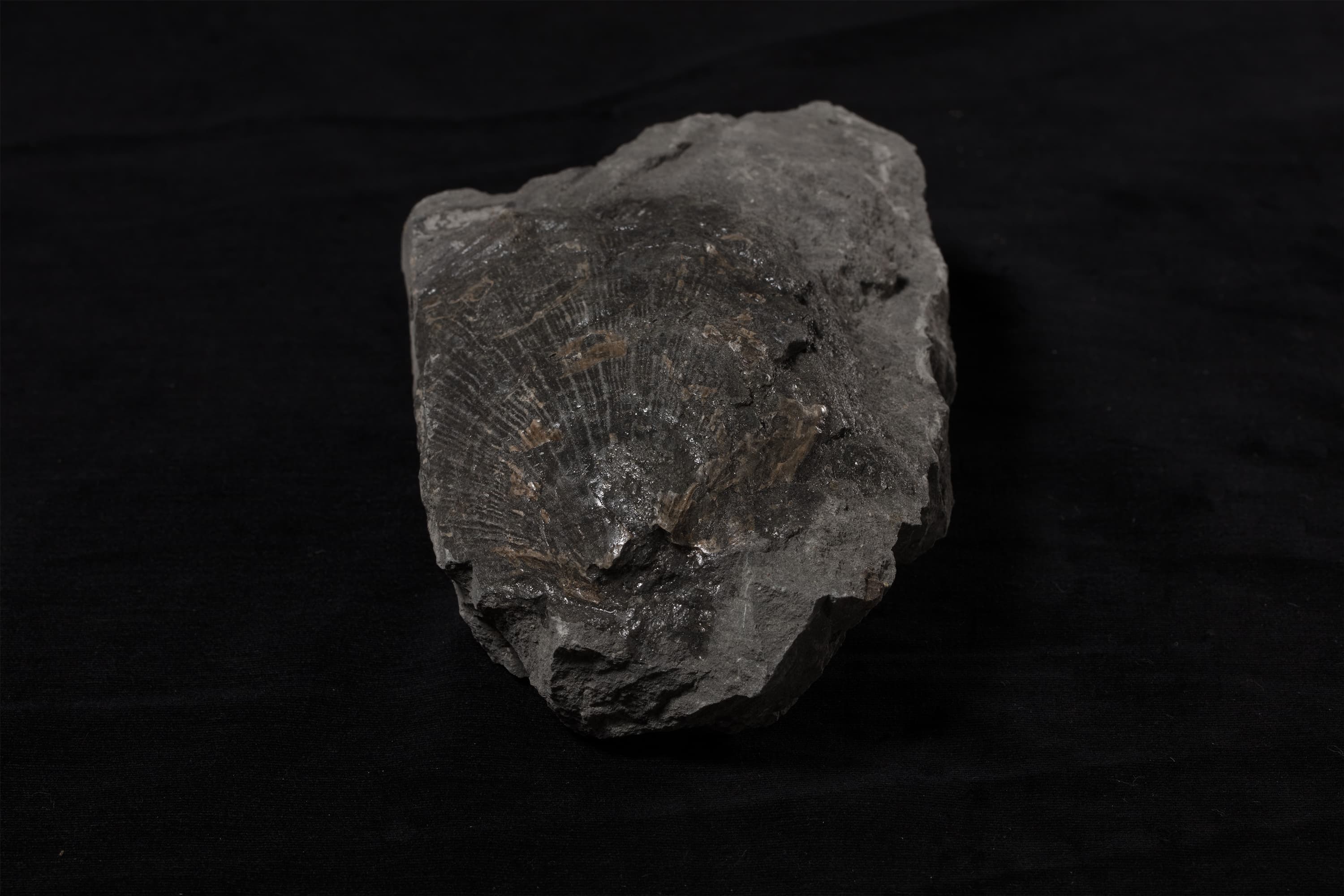 二枚貝　プロヒンニテス画像2