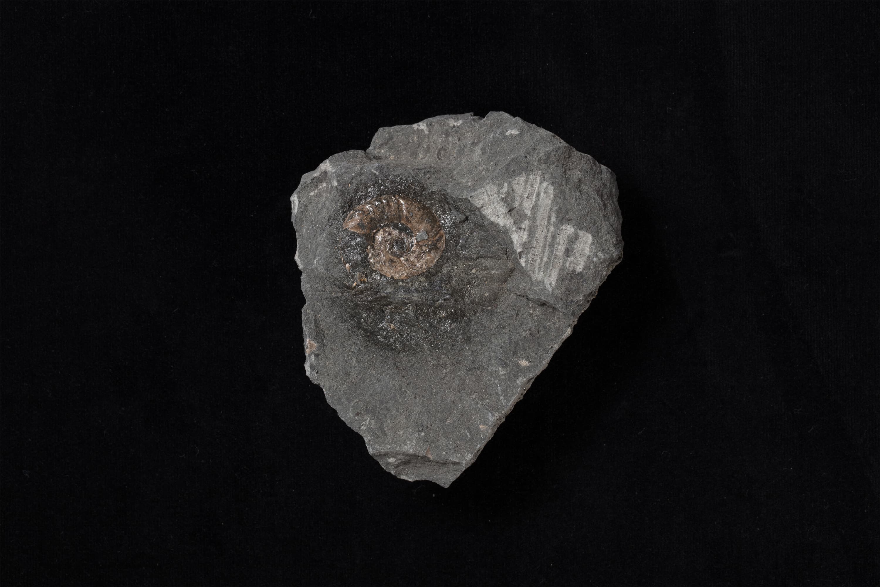 アンモナイト ミヤコセラス タノハテンセ | 三陸希望遺産デジタル