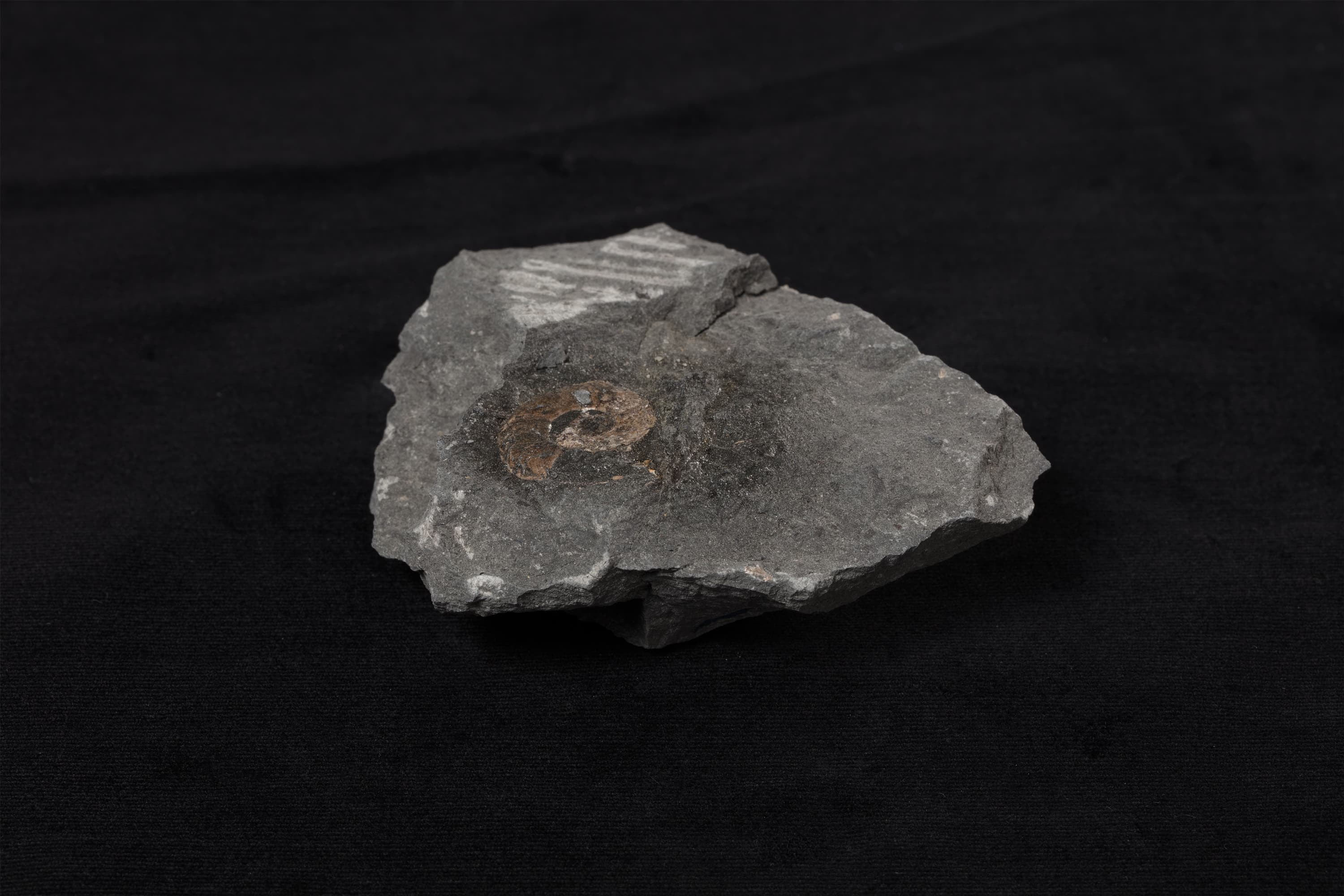 アンモナイト　ミヤコセラス タノハテンセ画像2