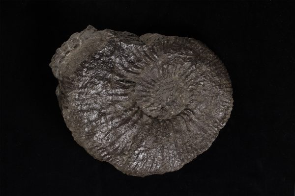 アンモナイト　ノラニセラス ヤエガシイ画像