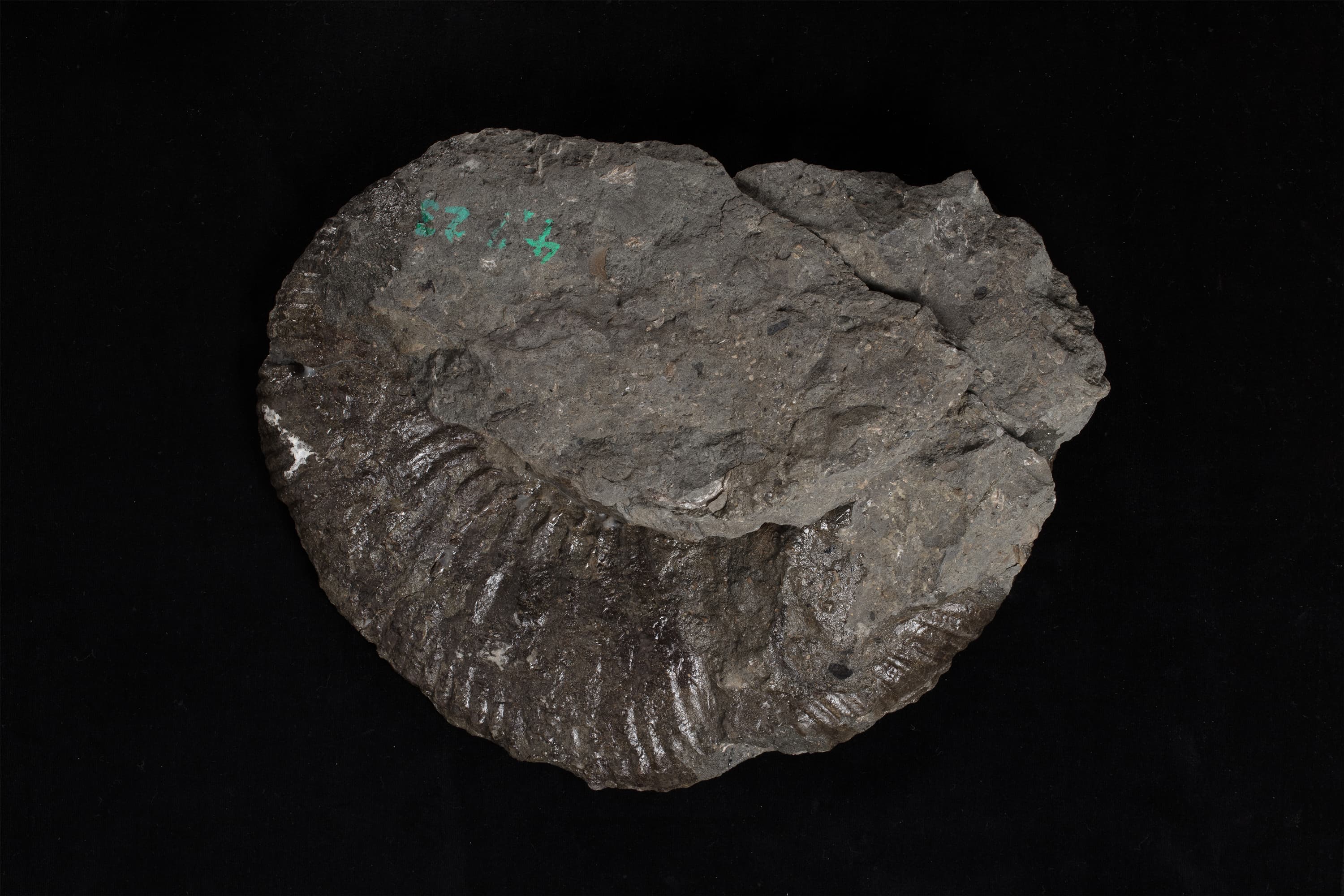 アンモナイト　ノラニセラス ヤエガシイ画像2