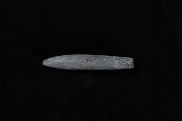 ベレムナイト　ネオヒボリテス ミヤコエンシス画像