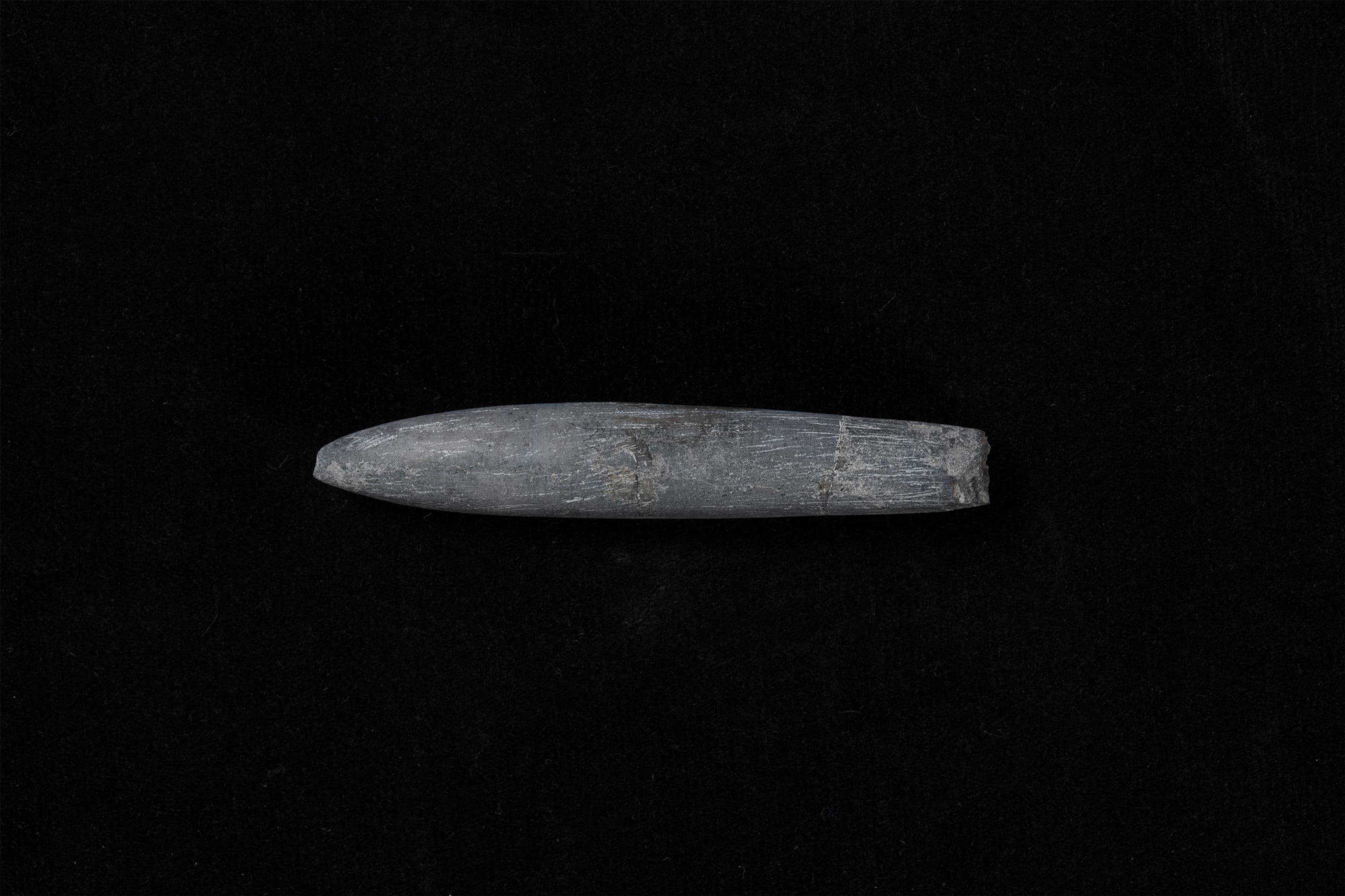 ベレムナイト　ネオヒボリテス ミヤコエンシス画像1