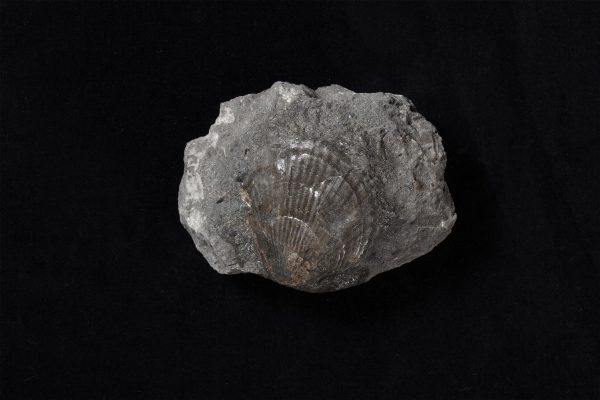 二枚貝　クラミス サブアクタ画像