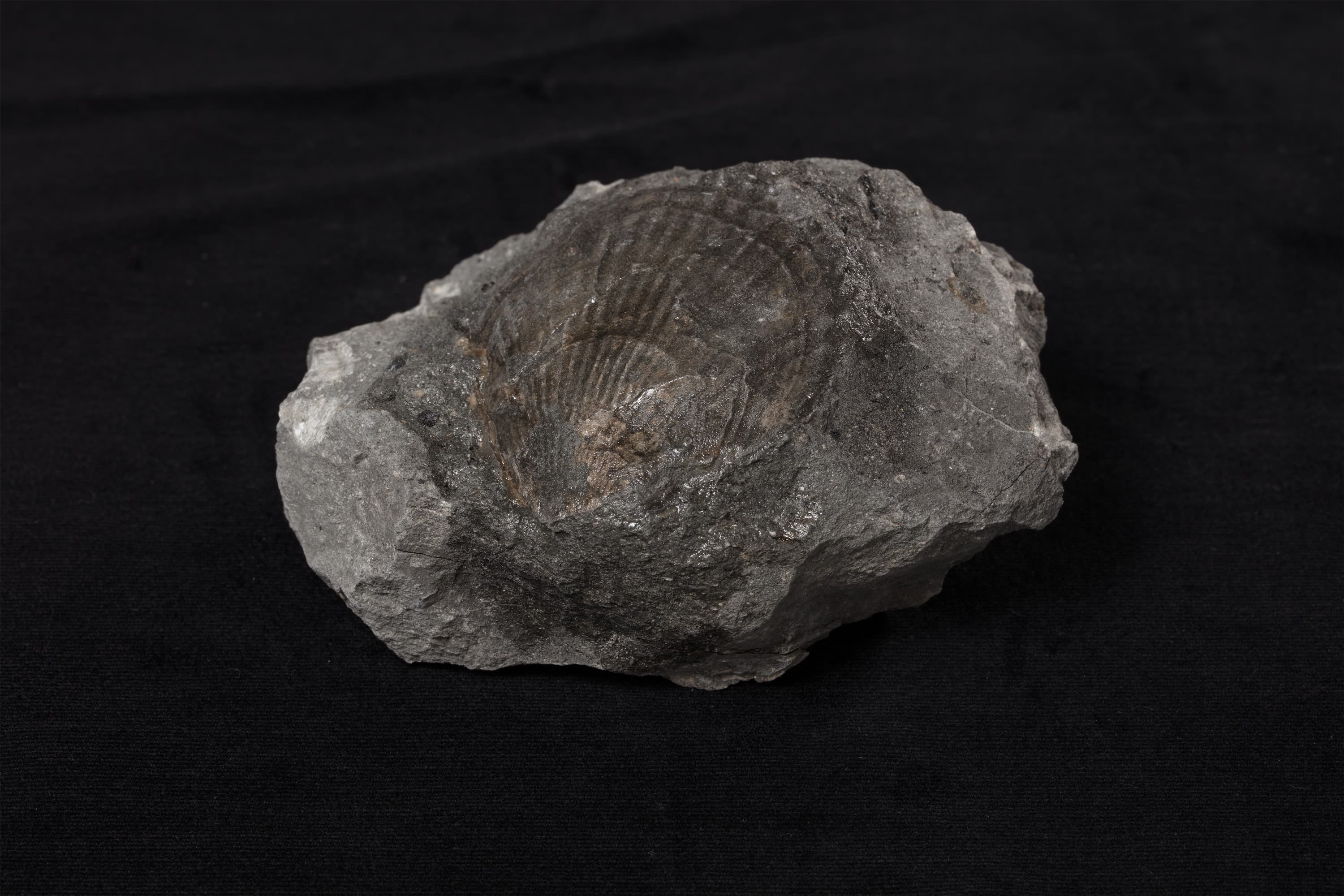 二枚貝　クラミス サブアクタ画像2