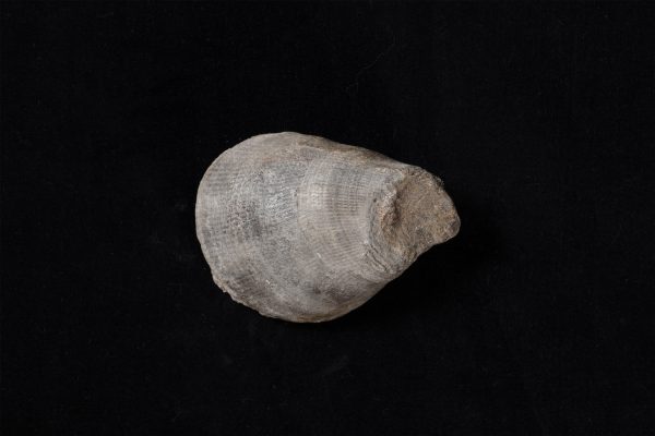 二枚貝　プラギオストマ画像