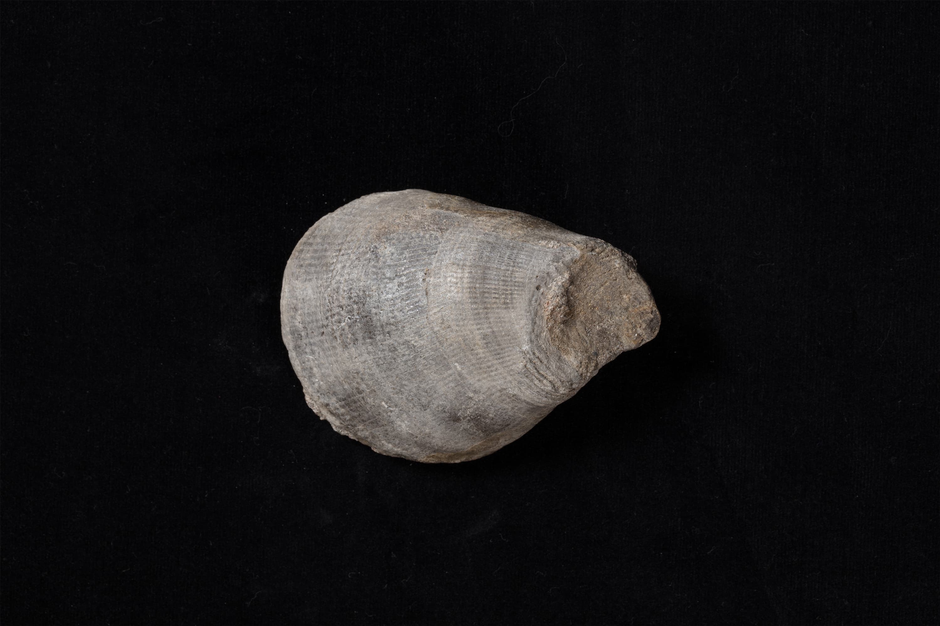 二枚貝　プラギオストマ画像1