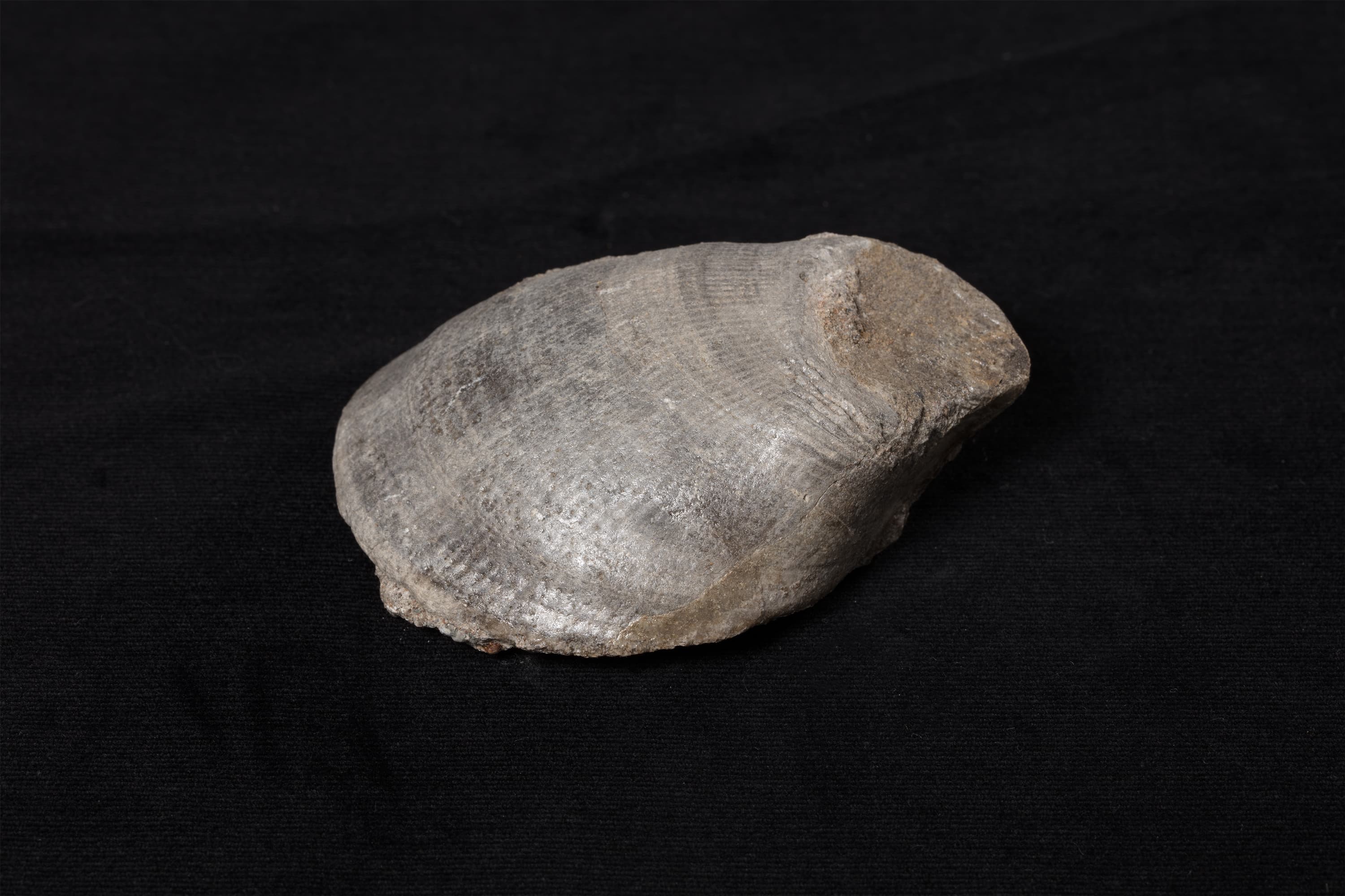 二枚貝　プラギオストマ画像2