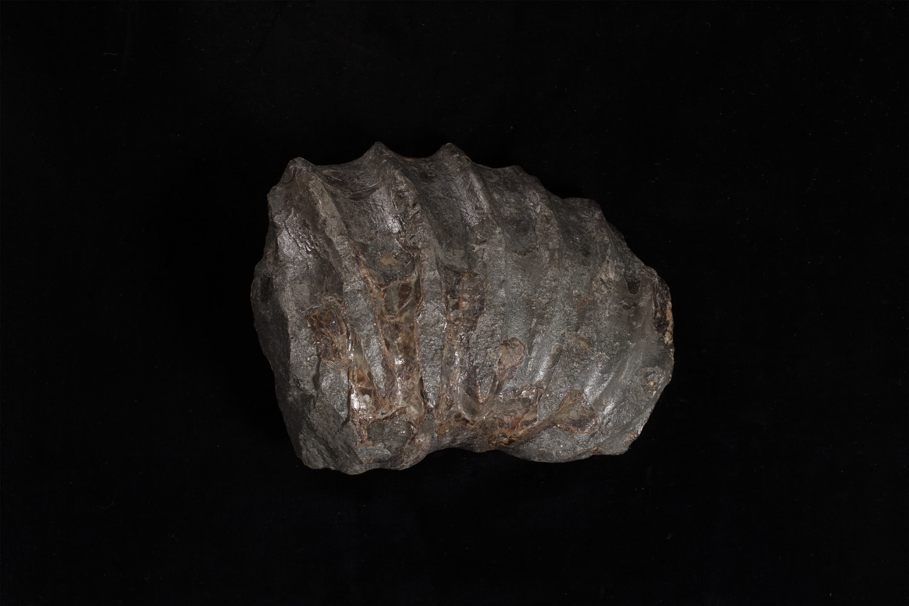 アンモナイト　ドウヴィレイセラス画像1