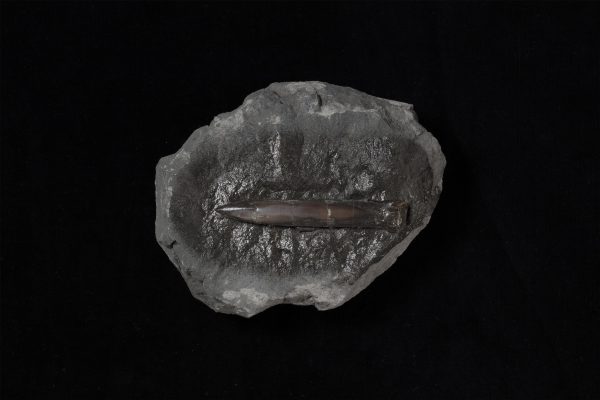 ベレムナイト　ネオヒボリテス ミヤコエンシス画像