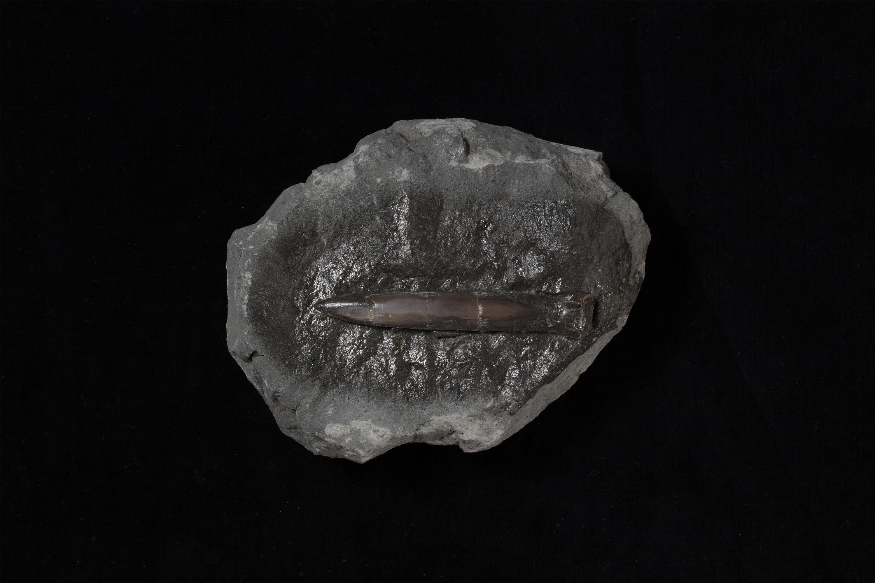 ベレムナイト　ネオヒボリテス ミヤコエンシス画像1