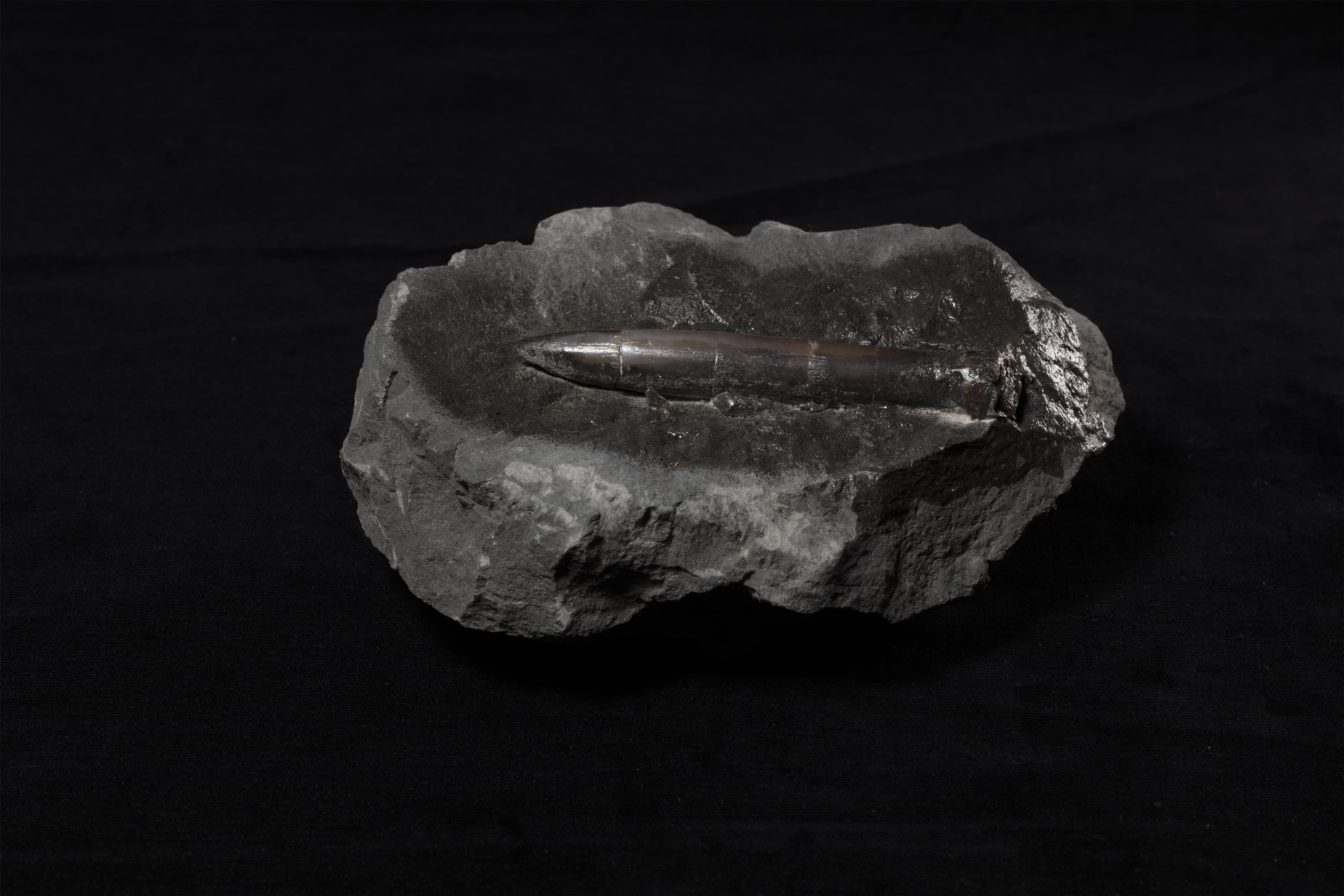 ベレムナイト　ネオヒボリテス ミヤコエンシス画像2