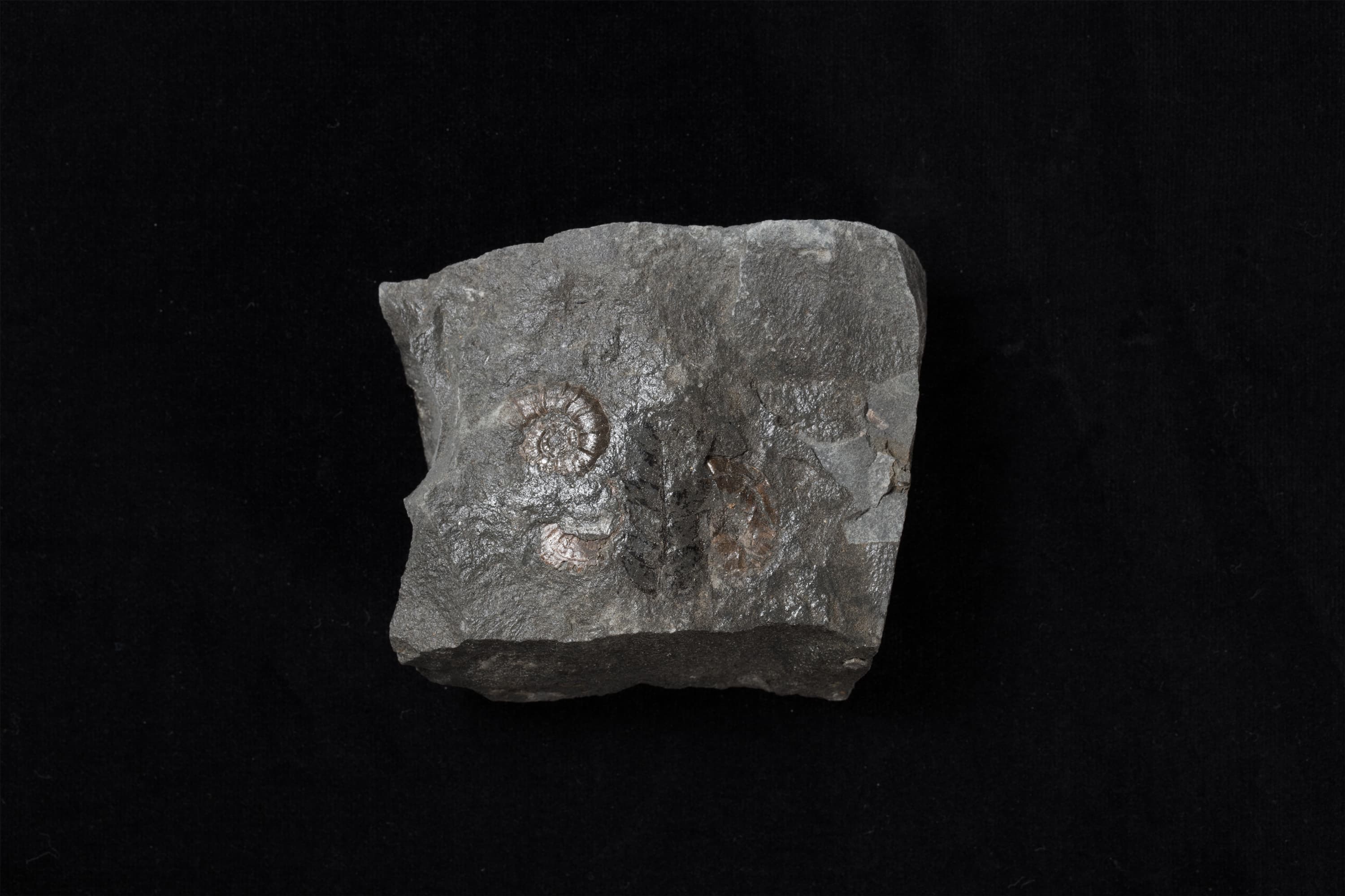 アンモナイト　ヒパカンソプリテス サブコルヌエリアヌス，アンモナイト　ミヤコセラス？9画像1